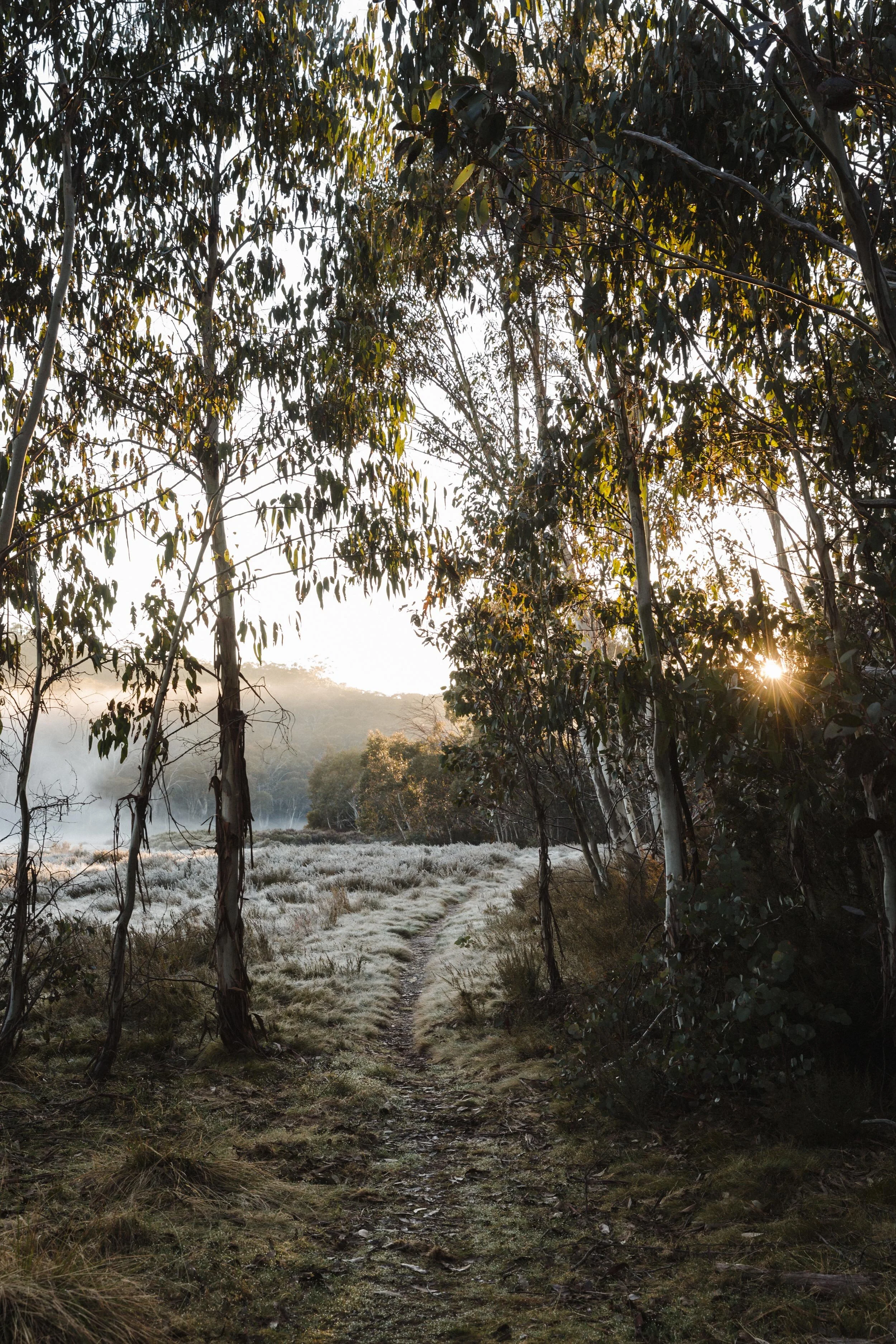 BriHammond-undersky-camping-mt-buffalo4.jpg