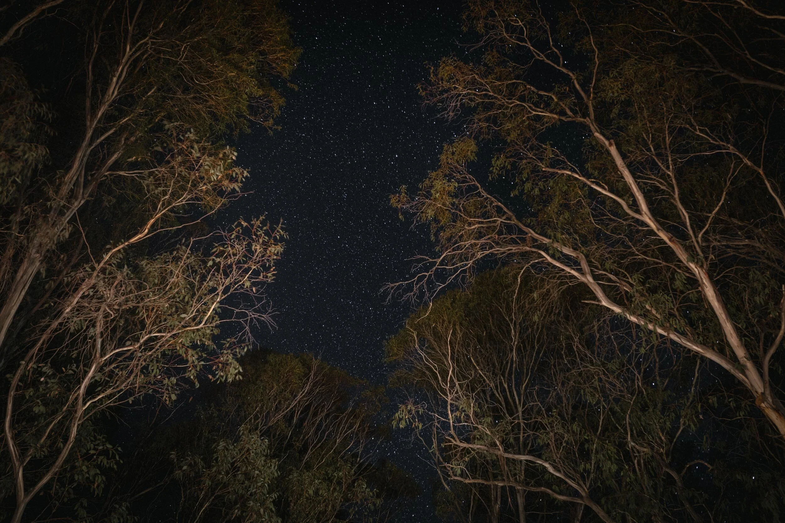 BriHammond-undersky-camping-mt-buffalo8.jpg