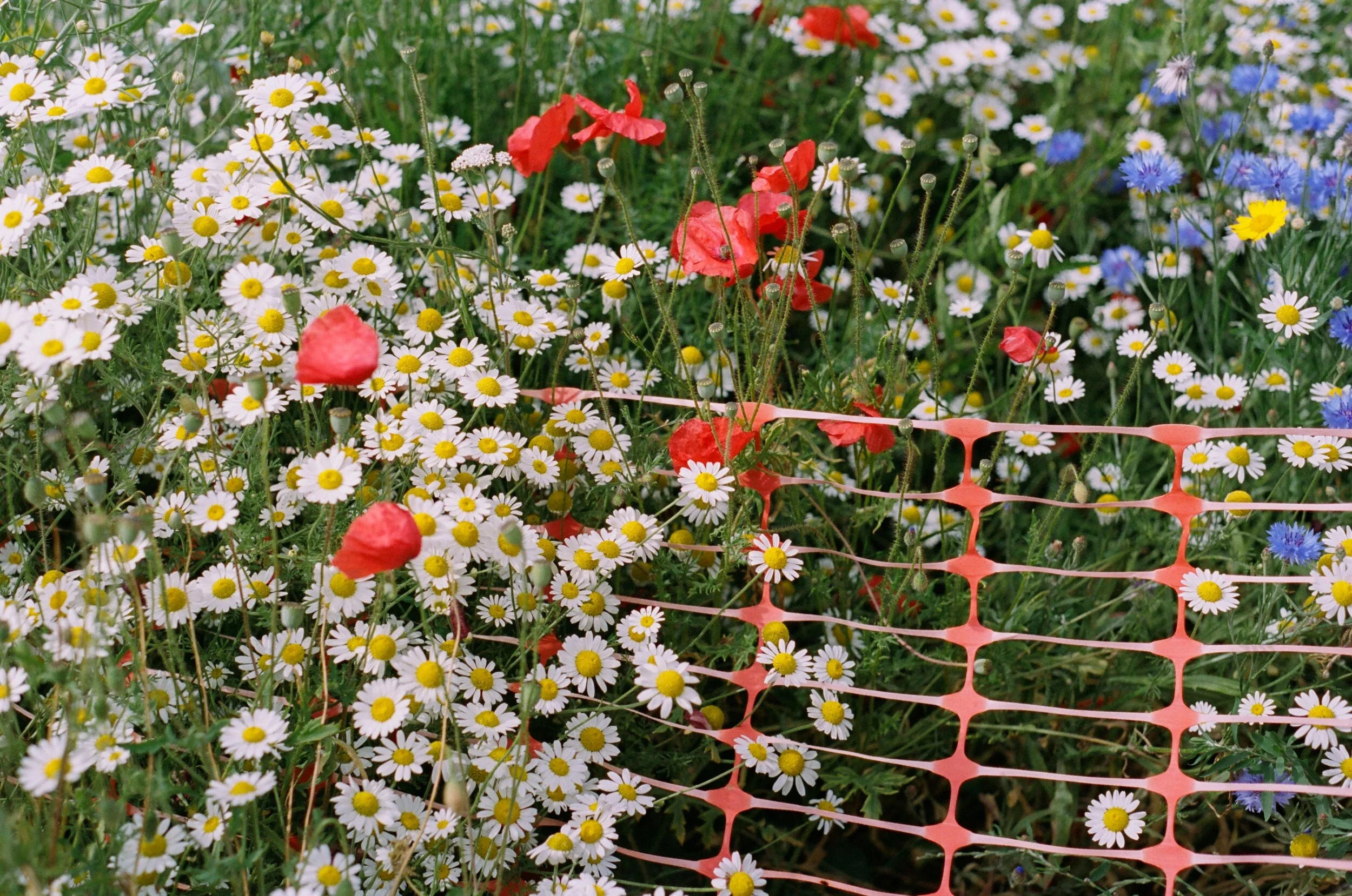 Flowers 2