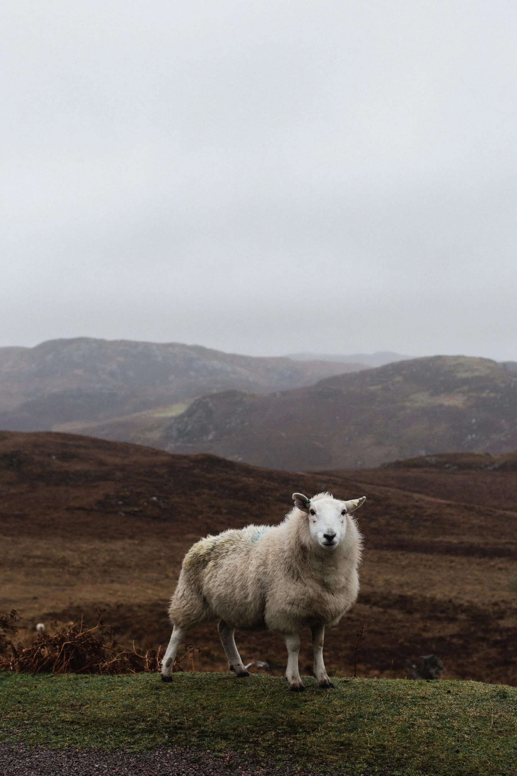Scotland 2