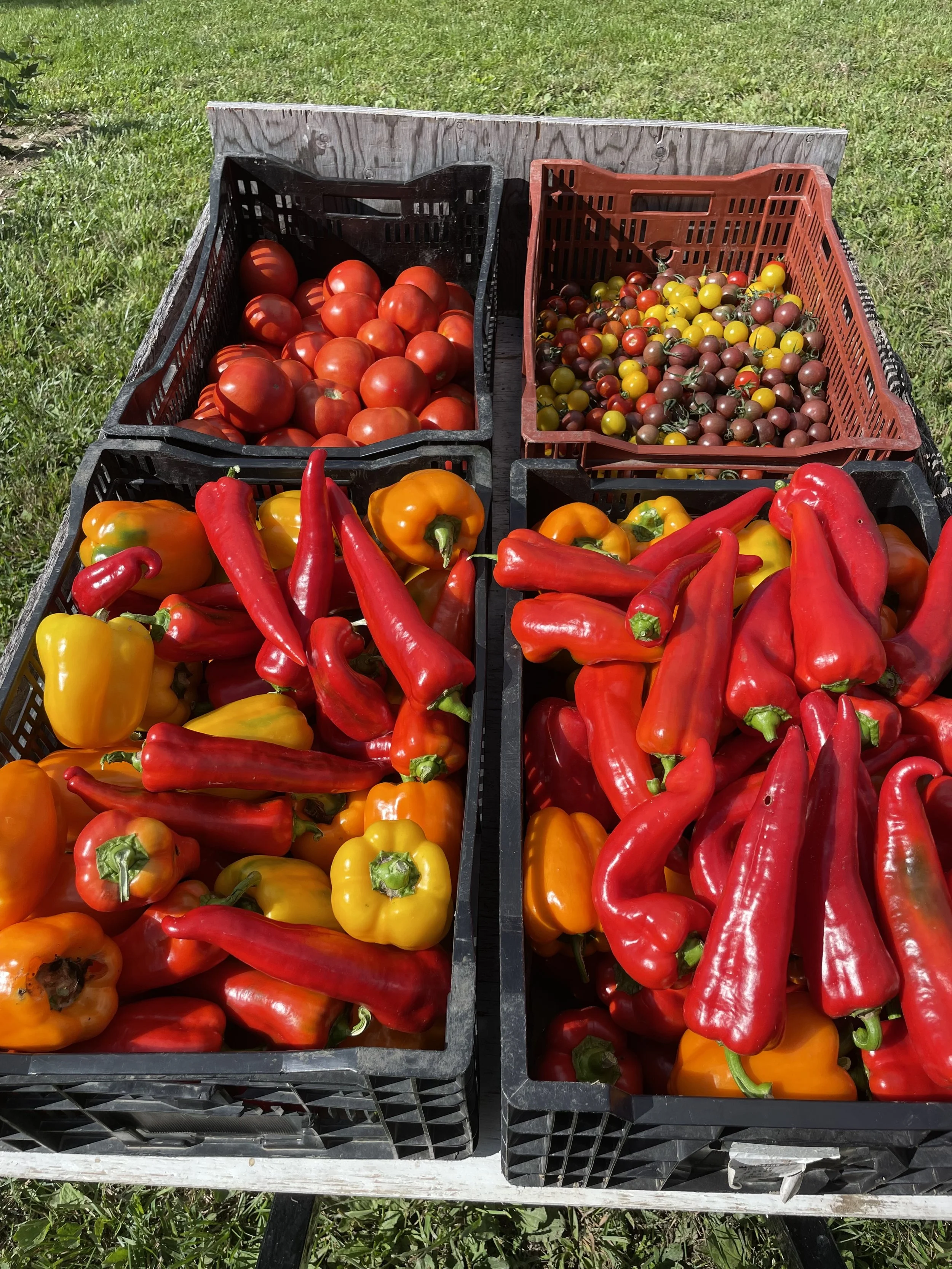 Multiple crates filled with various fresh colorful tomatoes and peppers, placed on a dark table outdoors on grassy ground.