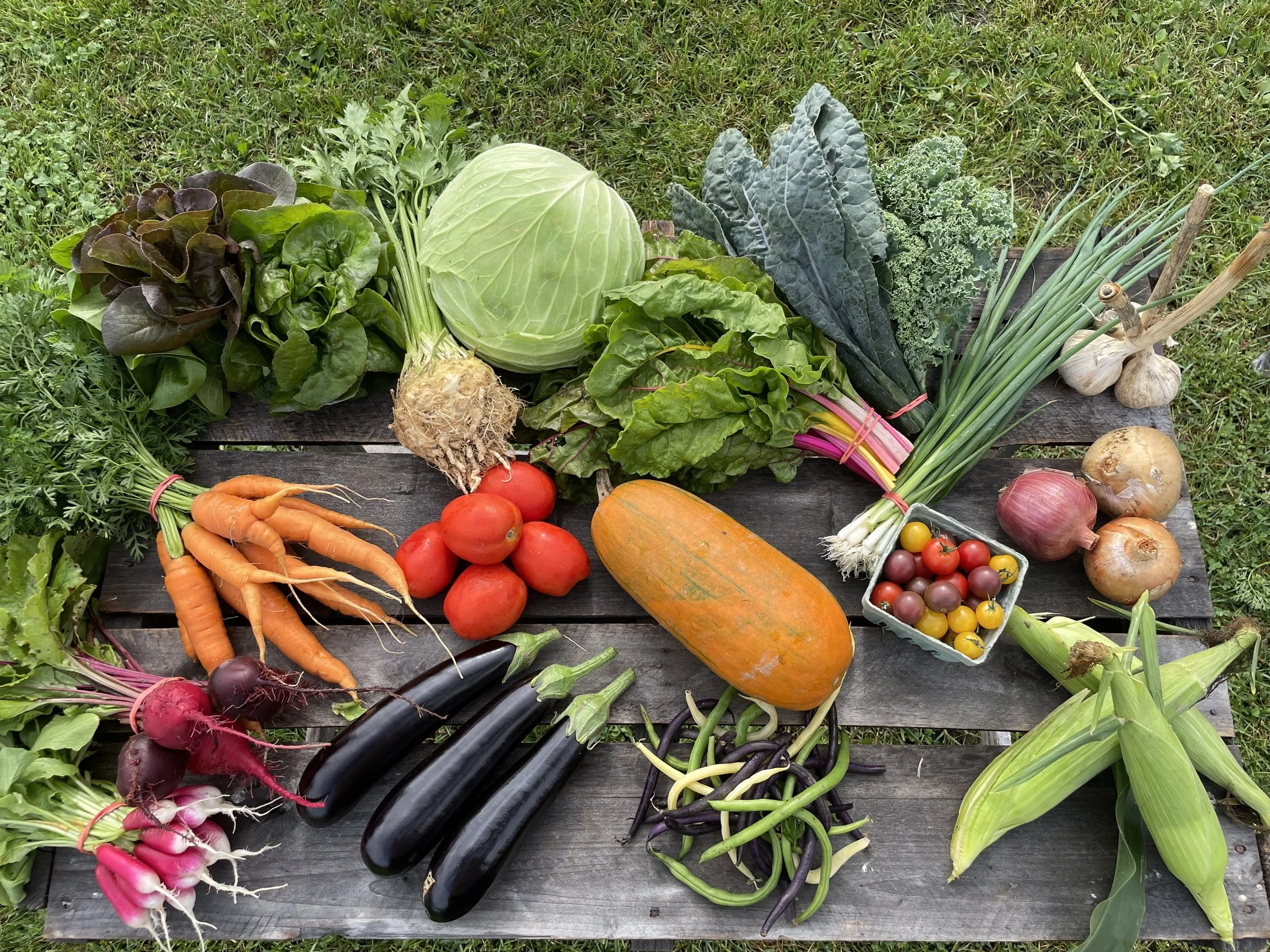 Fresh vegetables including carrots, radishes, tomatoes, eggplant, cabbage, lettuce, kale, green onions, garlic, and onions arranged on a wooden surface outdoors.