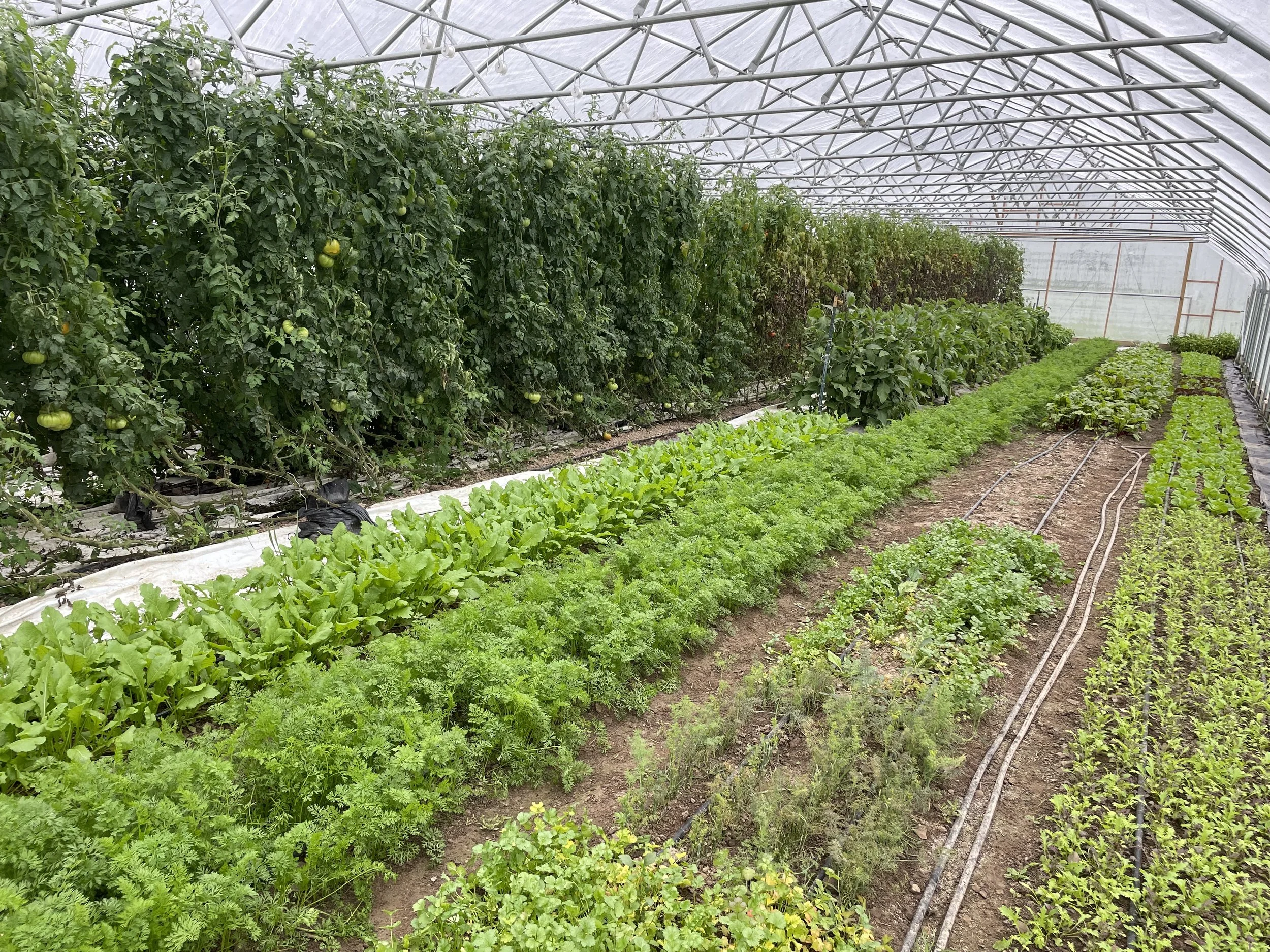 Inside a greenhouse, rows of tomato plants with green tomatoes on the left, and other vegetable plants on the right, with irrigation tubing on the soil.