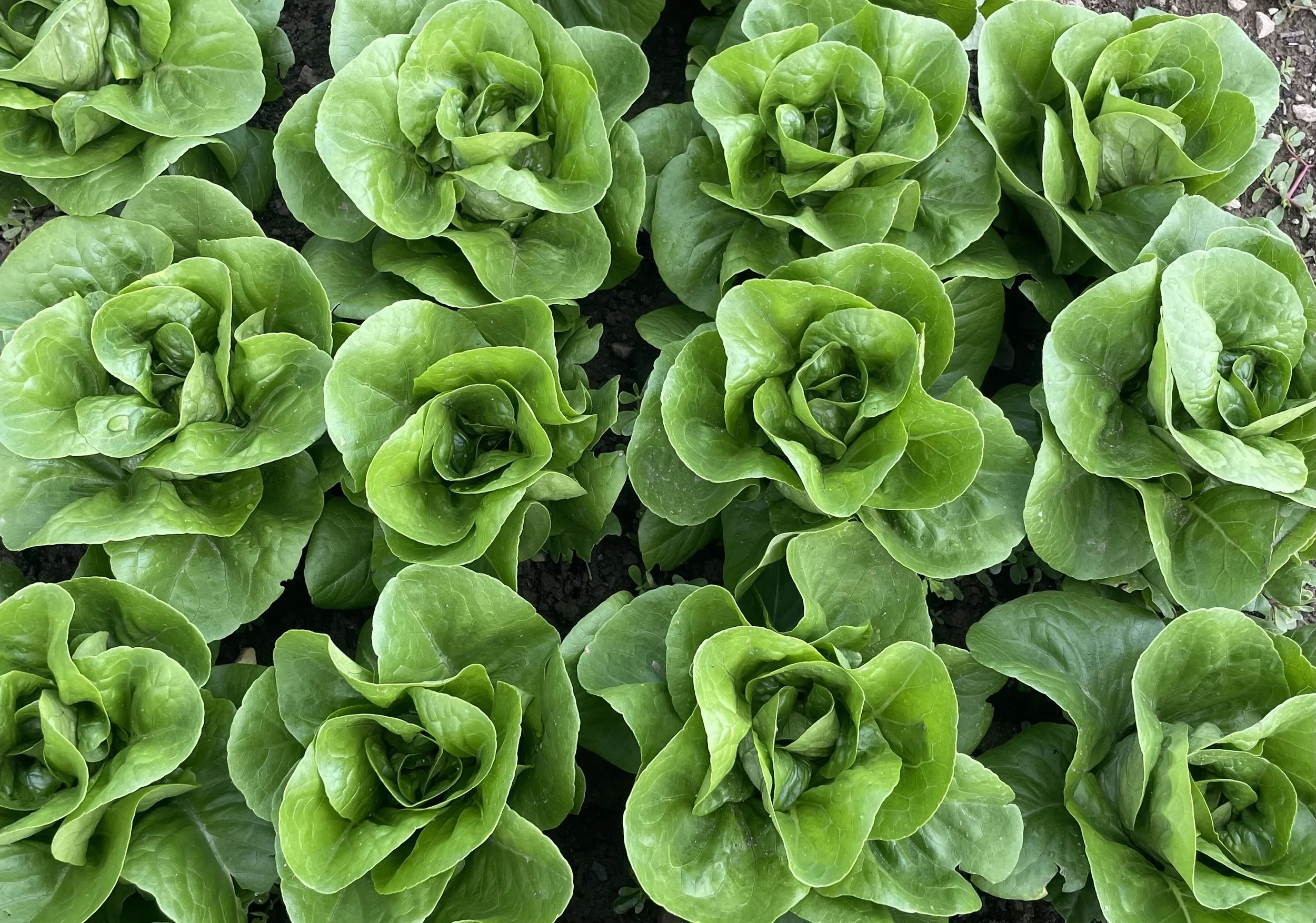 Multiple green lettuce plants growing in dark soil.