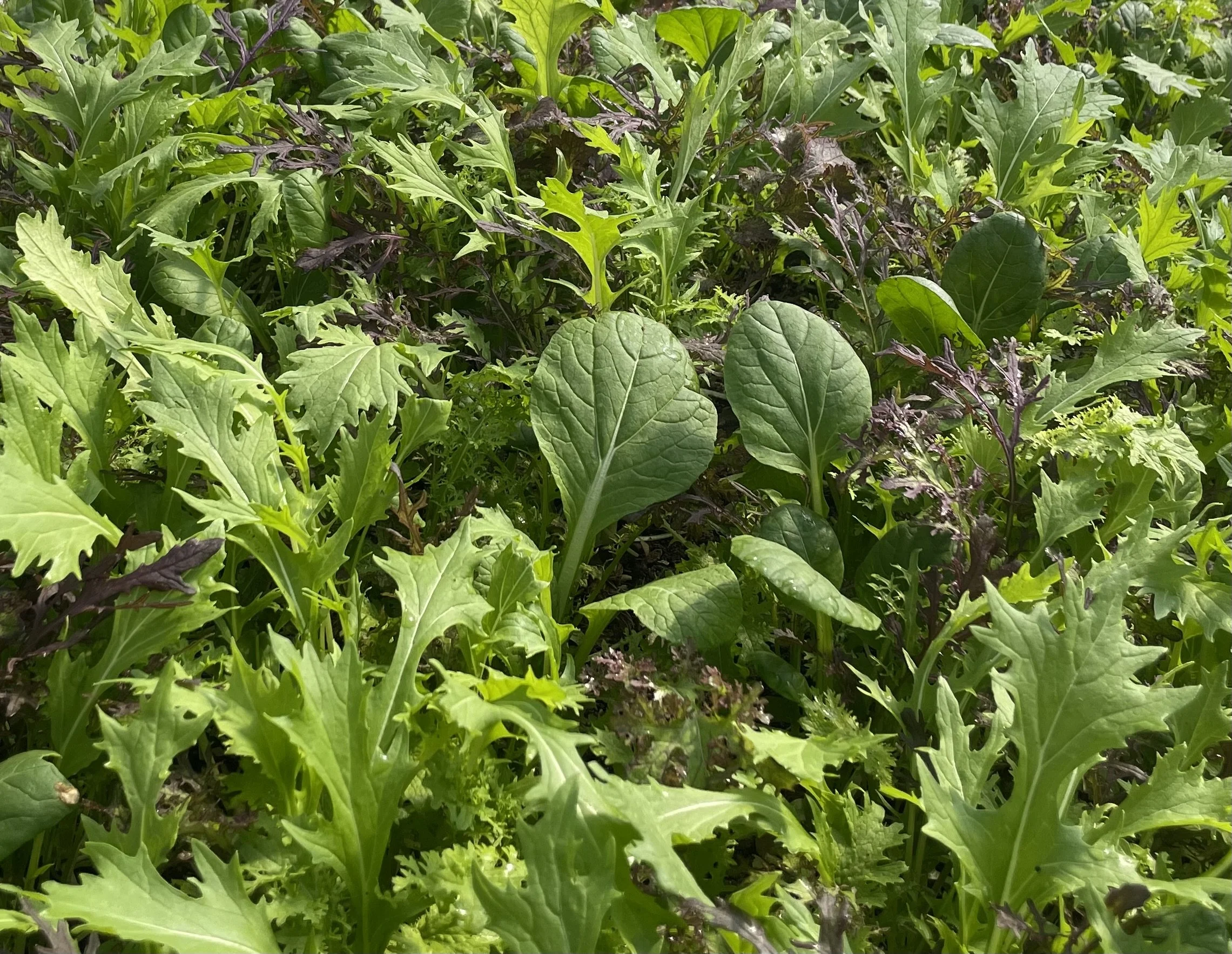 A close-up of various green leafy plants in a garden or farm, including spinach, lettuce, and possibly other salad greens.