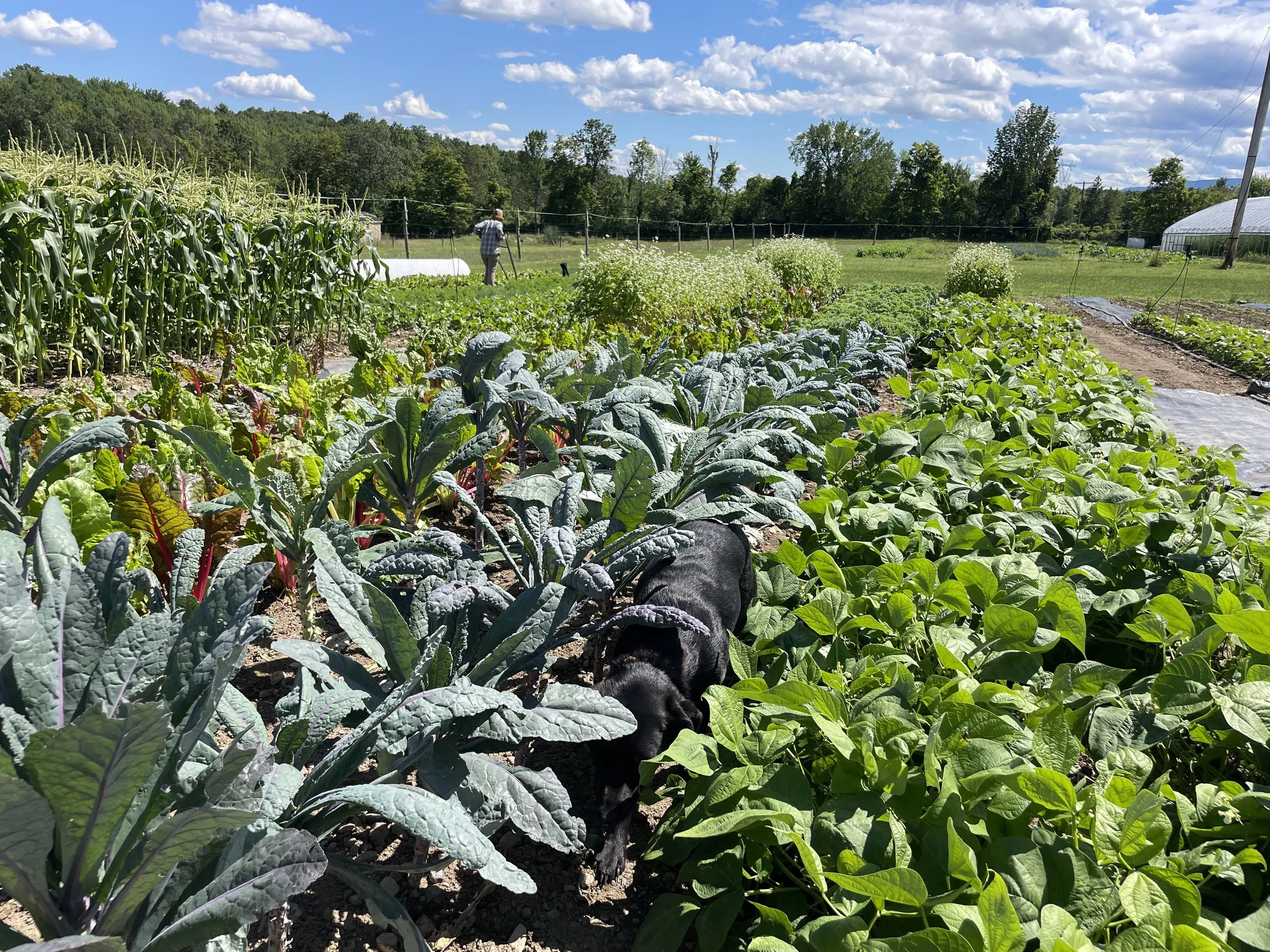 A person standing in a vegetable garden, surrounded by rows of leafy greens and other plants, with a background of trees, a greenhouse, and a partly cloudy sky.