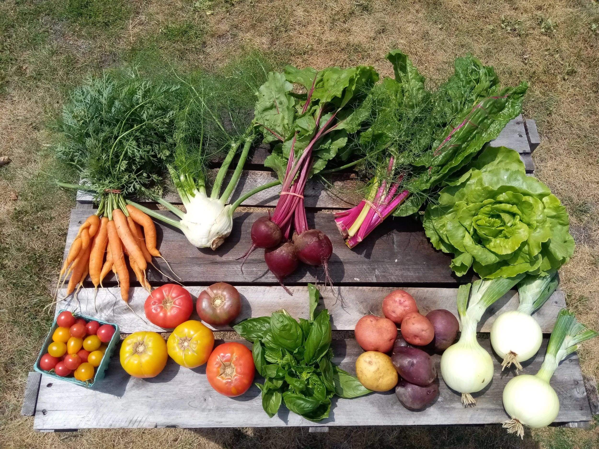 A variety of fresh vegetables including carrots, garlic, beets, broccoli, lettuce, tomatoes, and bell peppers laid out on a wooden surface outdoors.