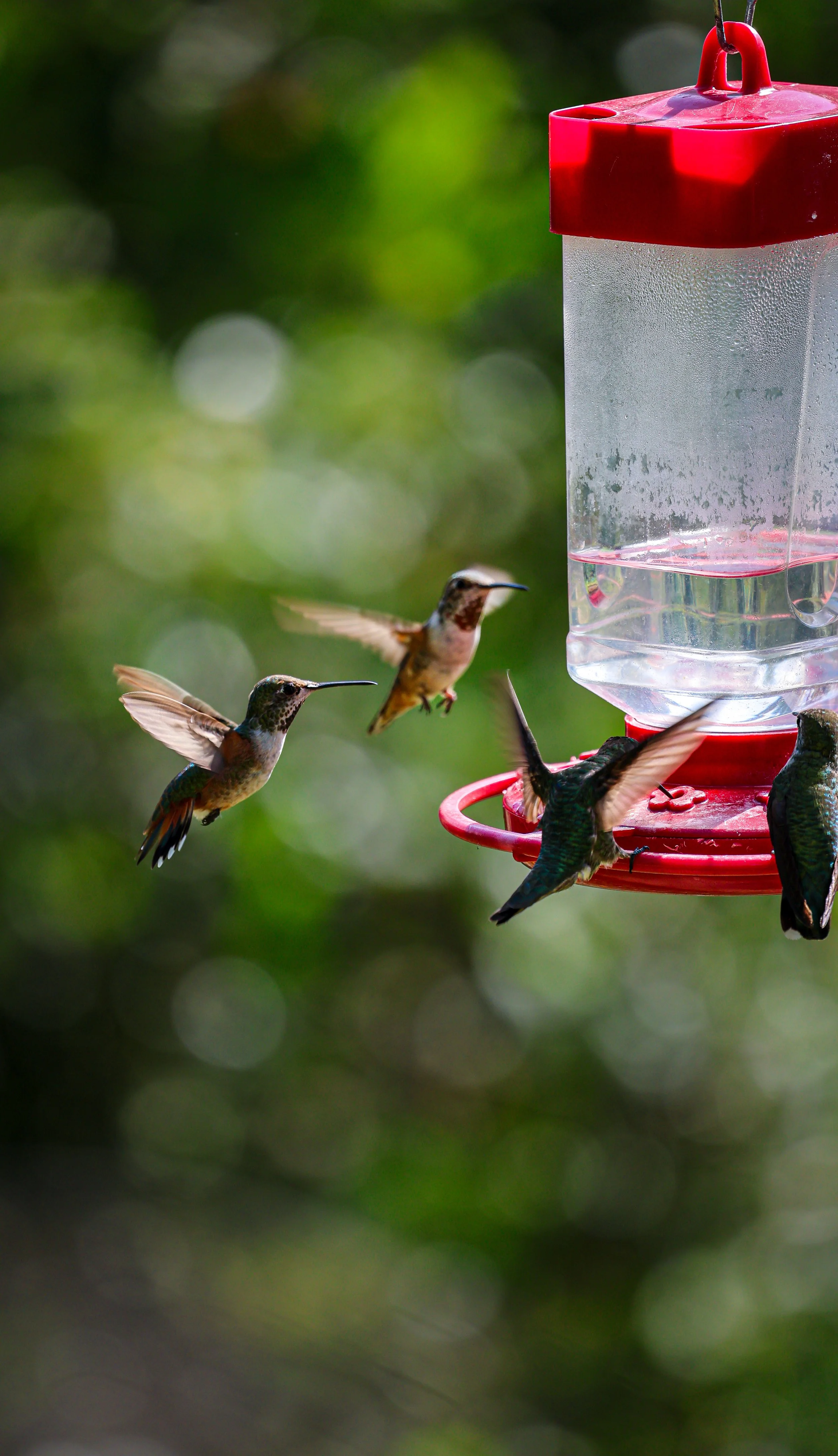 Multiple hummingbirds gather around a red hummingbird feeder with clear liquid, feeding on nectar. The background is blurred with green foliage.