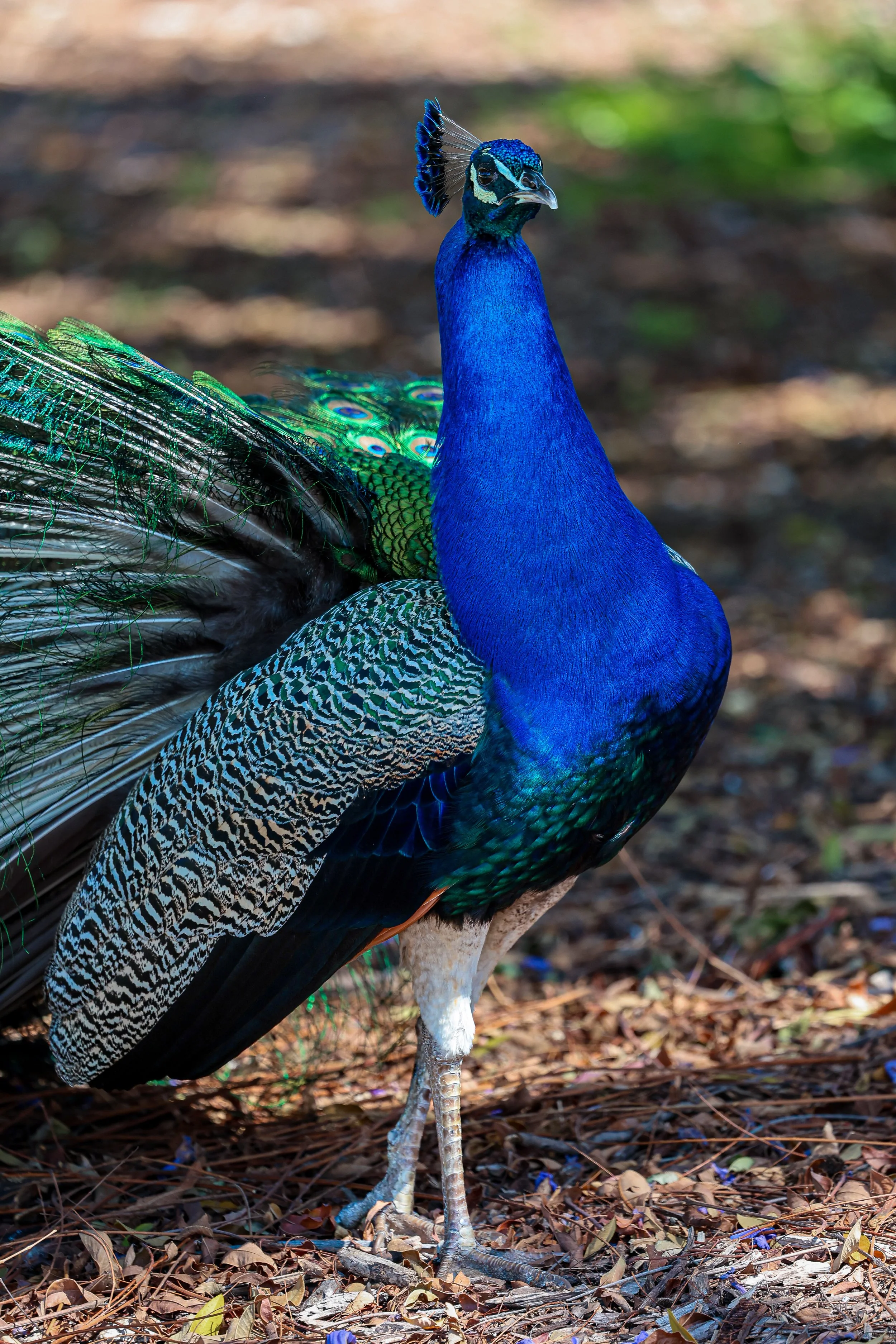 Close-up of a peacock standing on the ground with colorful feathers partly visible, showing its iridescent blue and green plumage, and the bird's head turned slightly to the side with a small crest of feathers on top.
