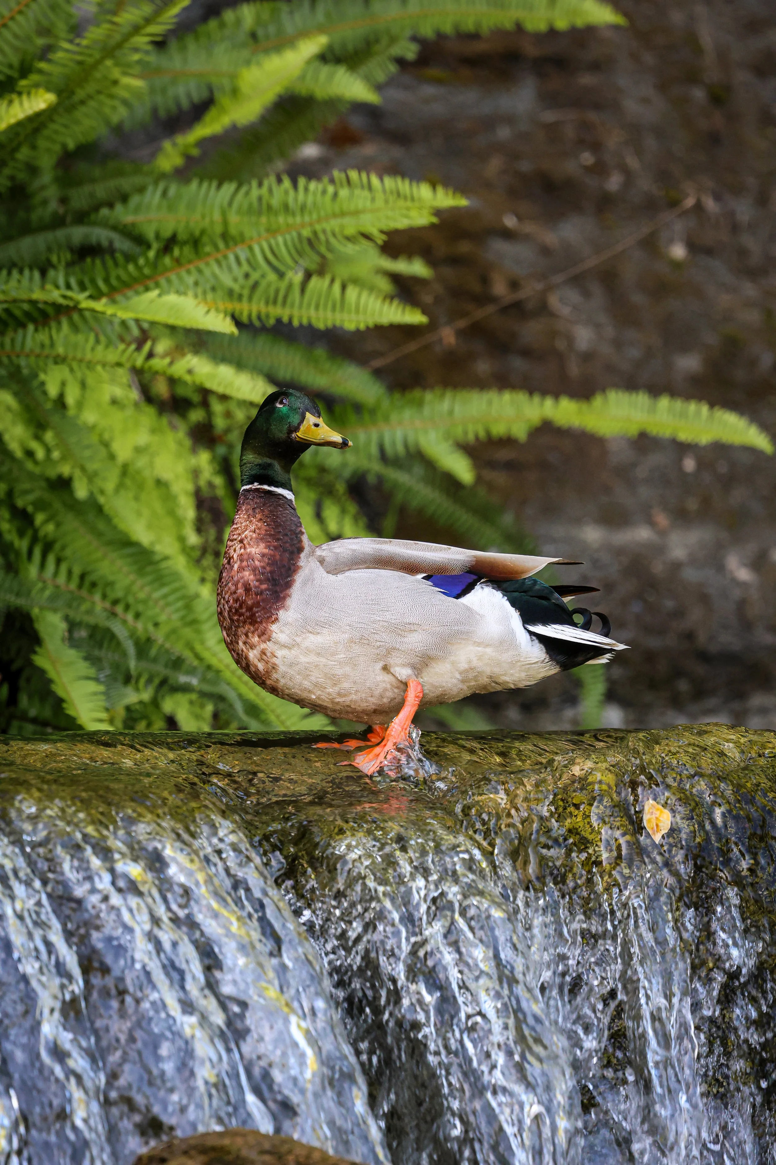 A male mallard duck standing on a log in a stream, surrounded by green ferns and rocky water.