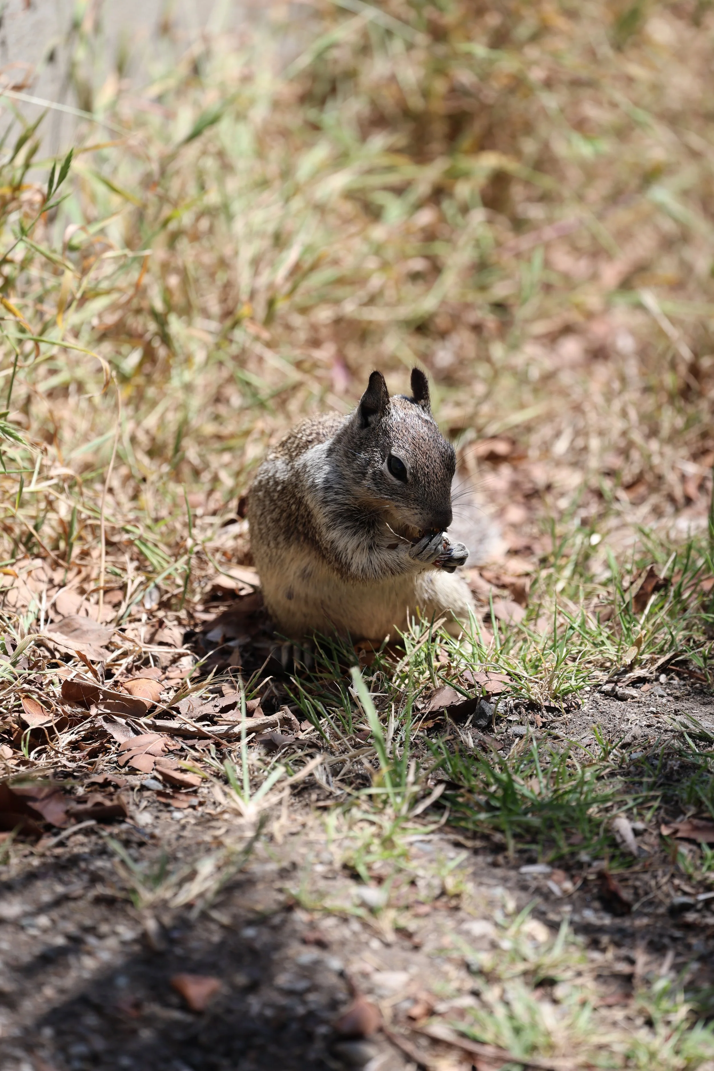 A squirrel eating a nut on the ground surrounded by dried leaves and grass.