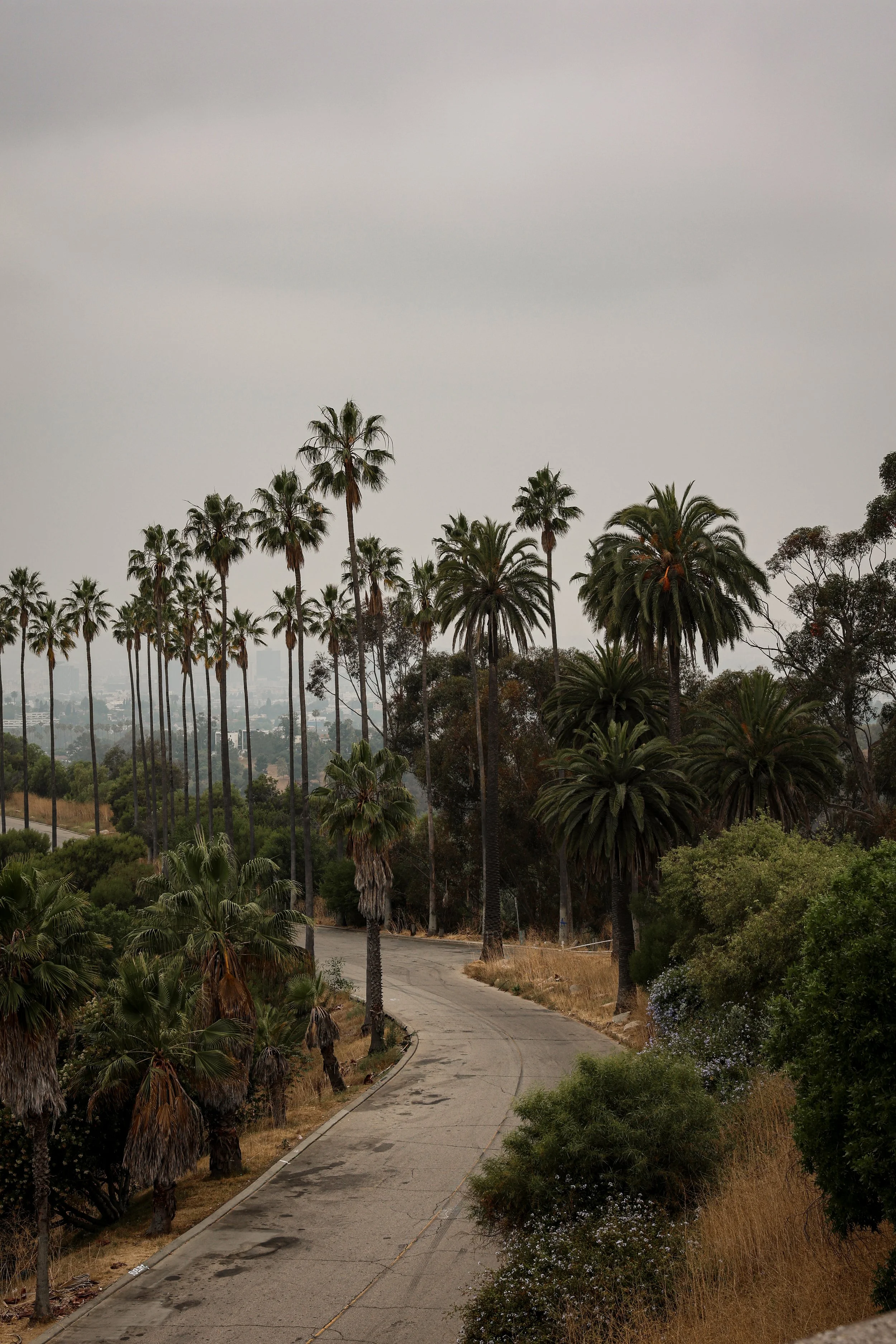 A winding road runs through a hillside lined with tall palm trees and various other shrubs under a gray, overcast sky.