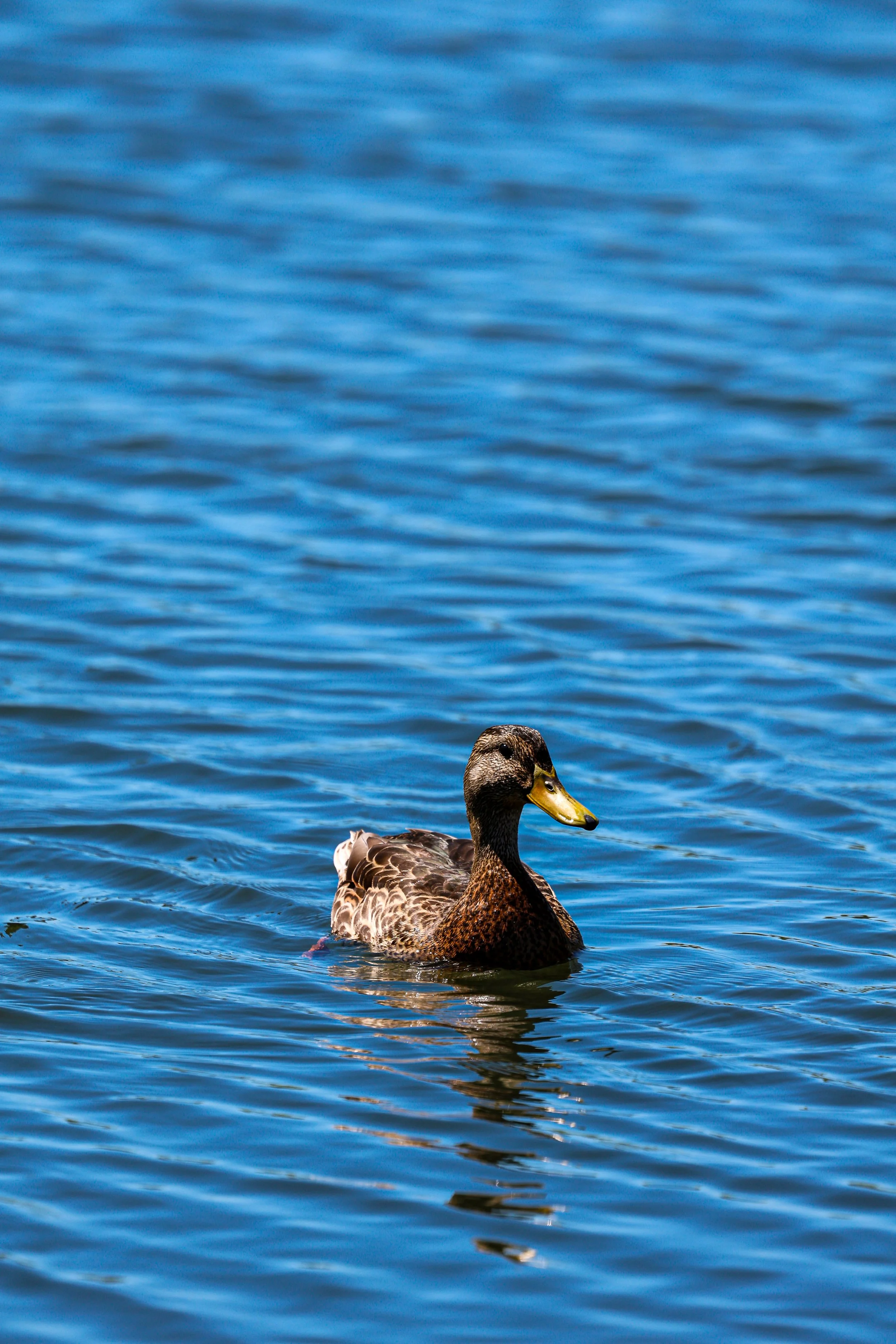 A side view of a duck swimming in a blue body of water with ripples.