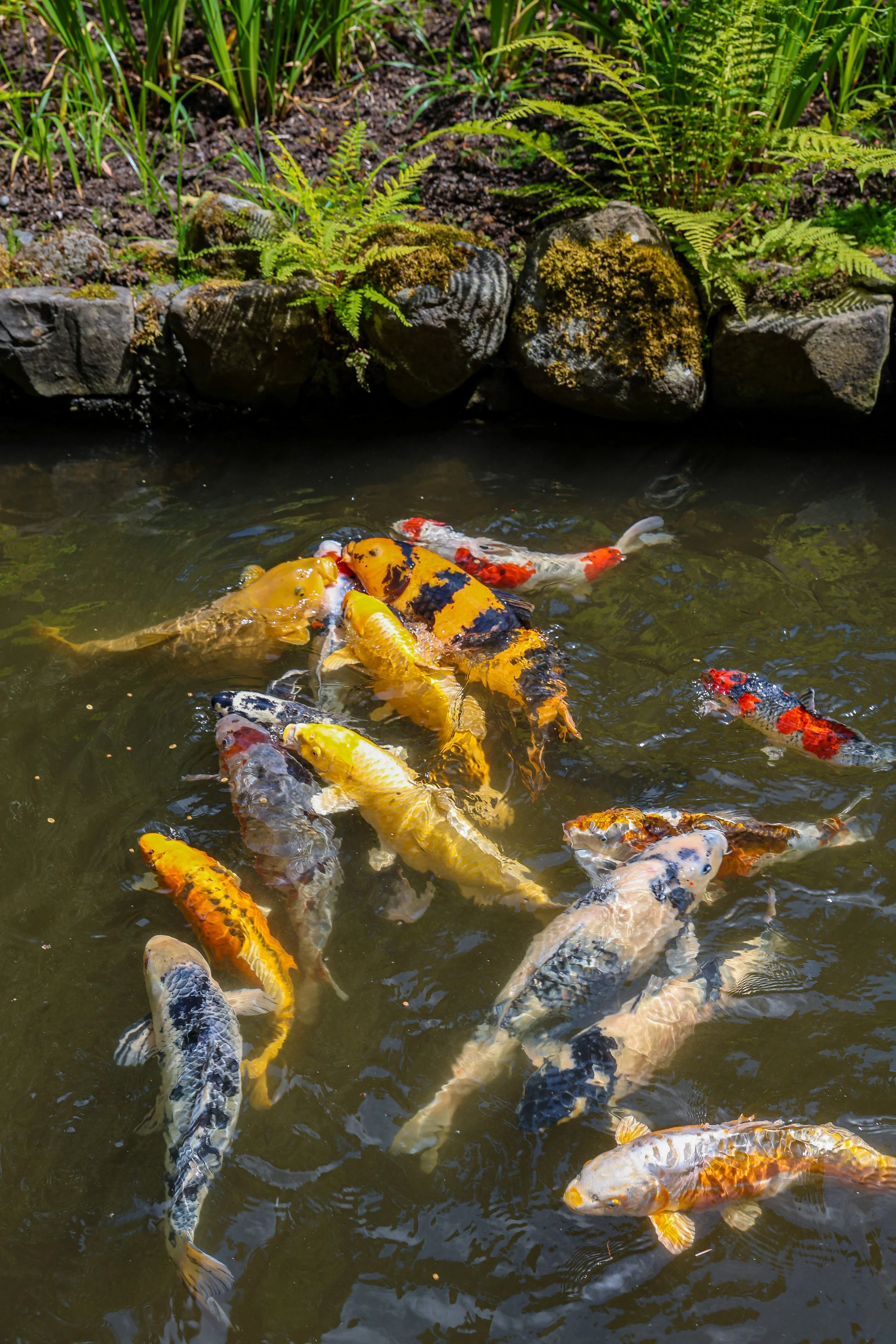 Colorful koi fish swimming in a pond with a rocky and grassy edge.