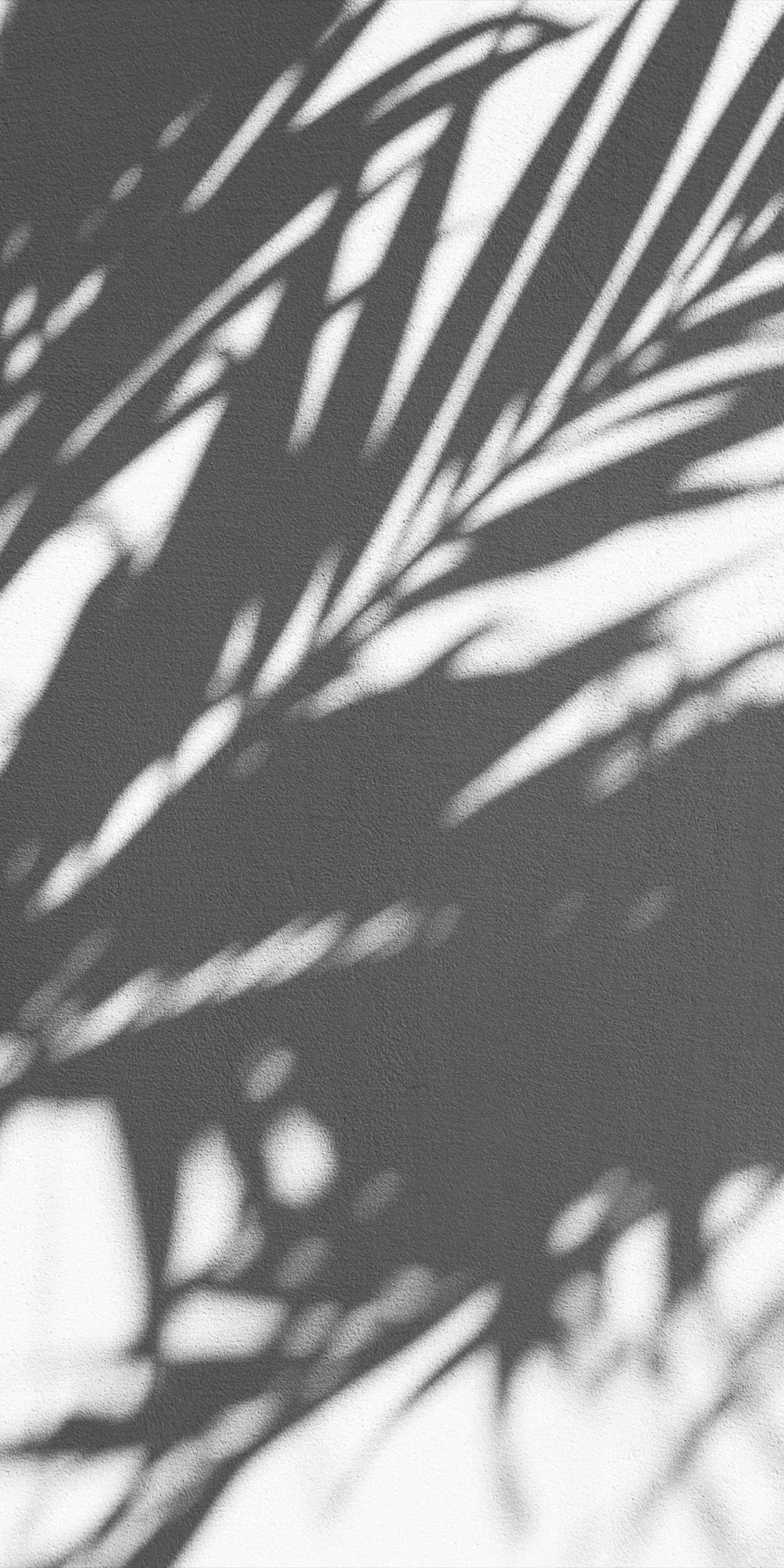 Shadow of a plant cast on a textured wall in black and white.