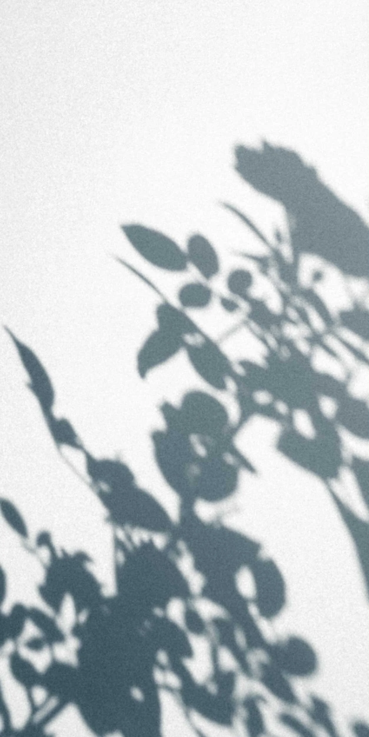 Shadow of a plant's leaves and flowers cast on a plain white surface.