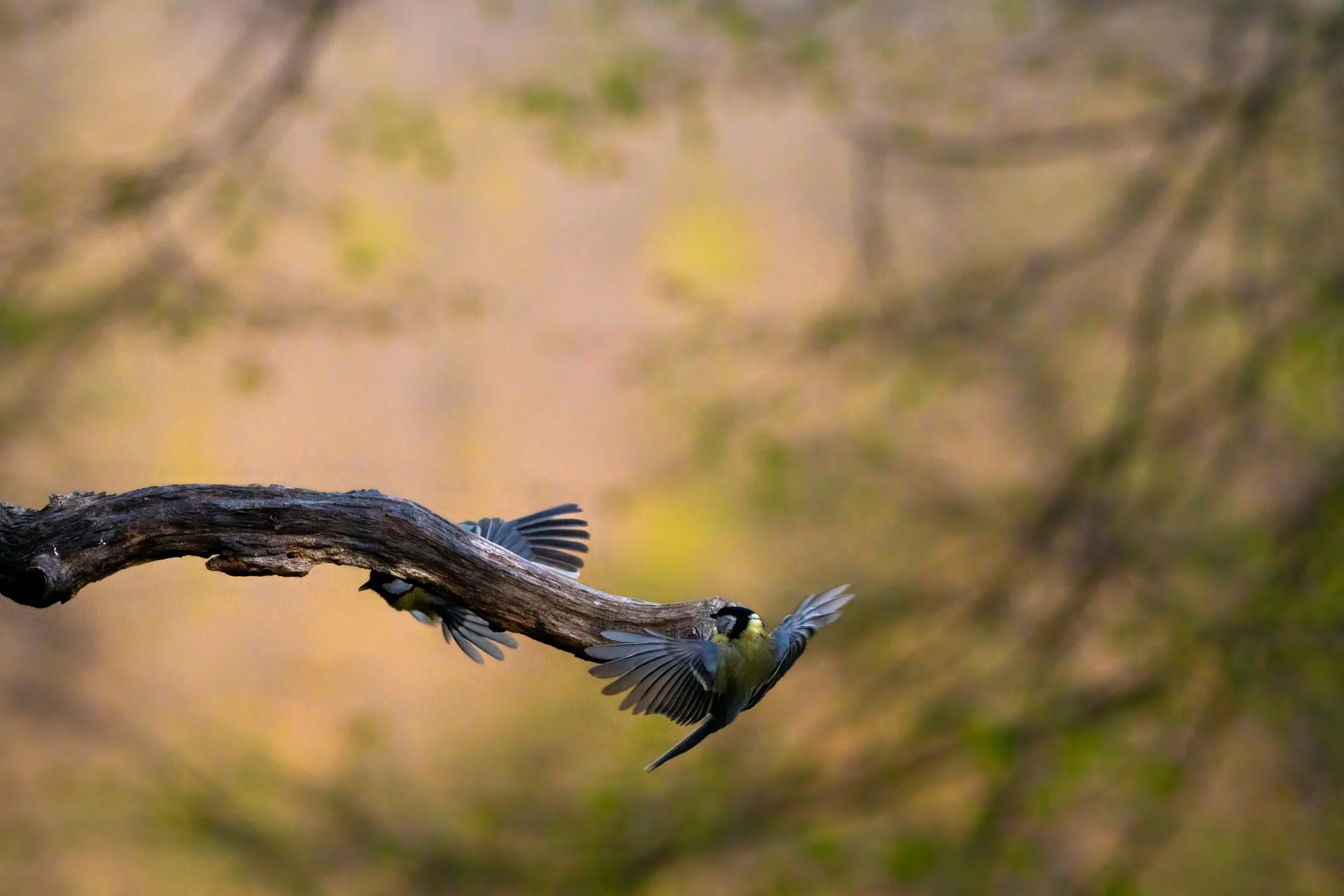A bird perched upside down on a branch, appearing to be in mid-flight with wings spread, against a blurred natural background.