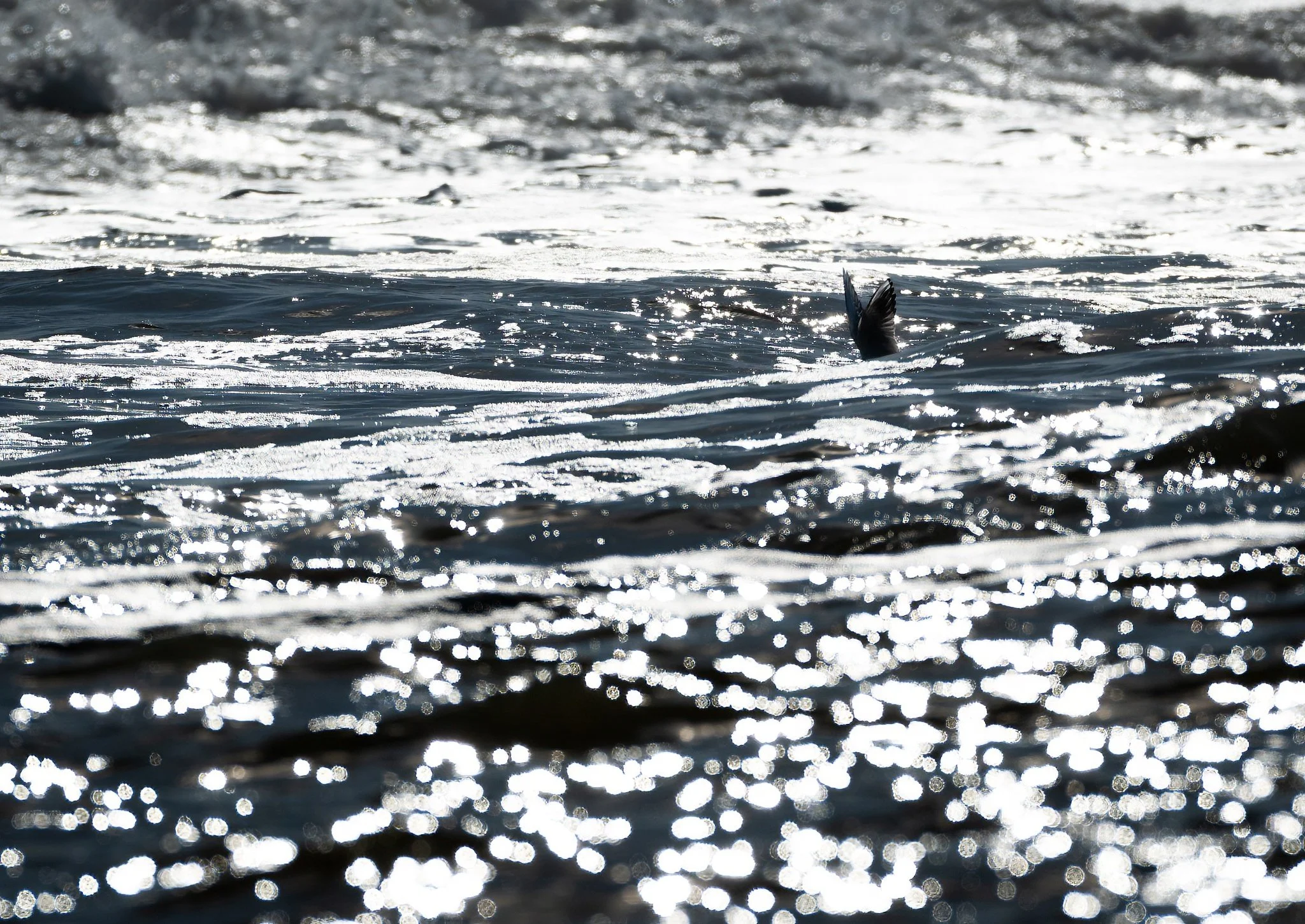 Sunlight reflecting off ocean waves with a bird's wing visible above the water.