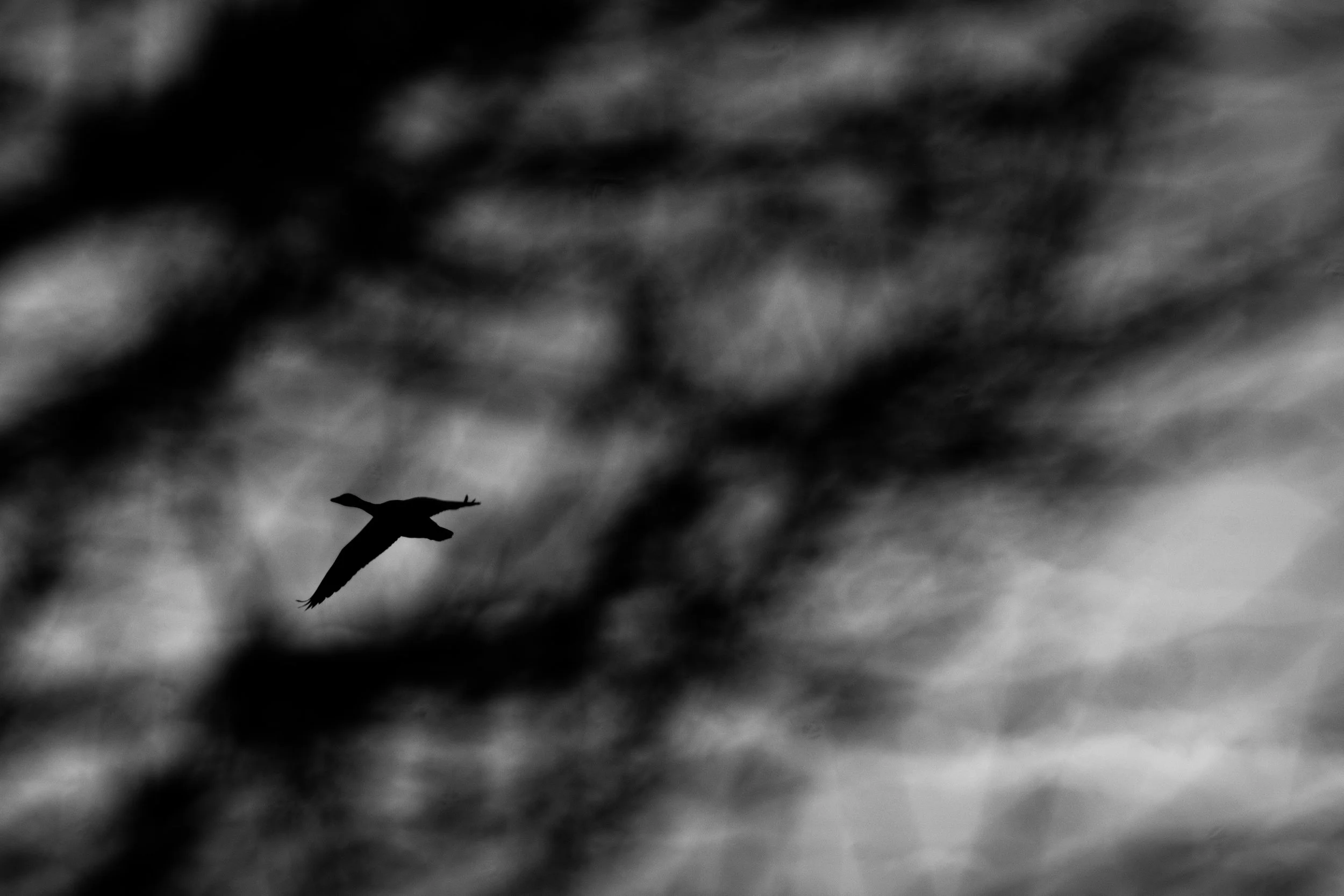 A black-and-white photo shows a bird flying in the sky with clouds in the background.
