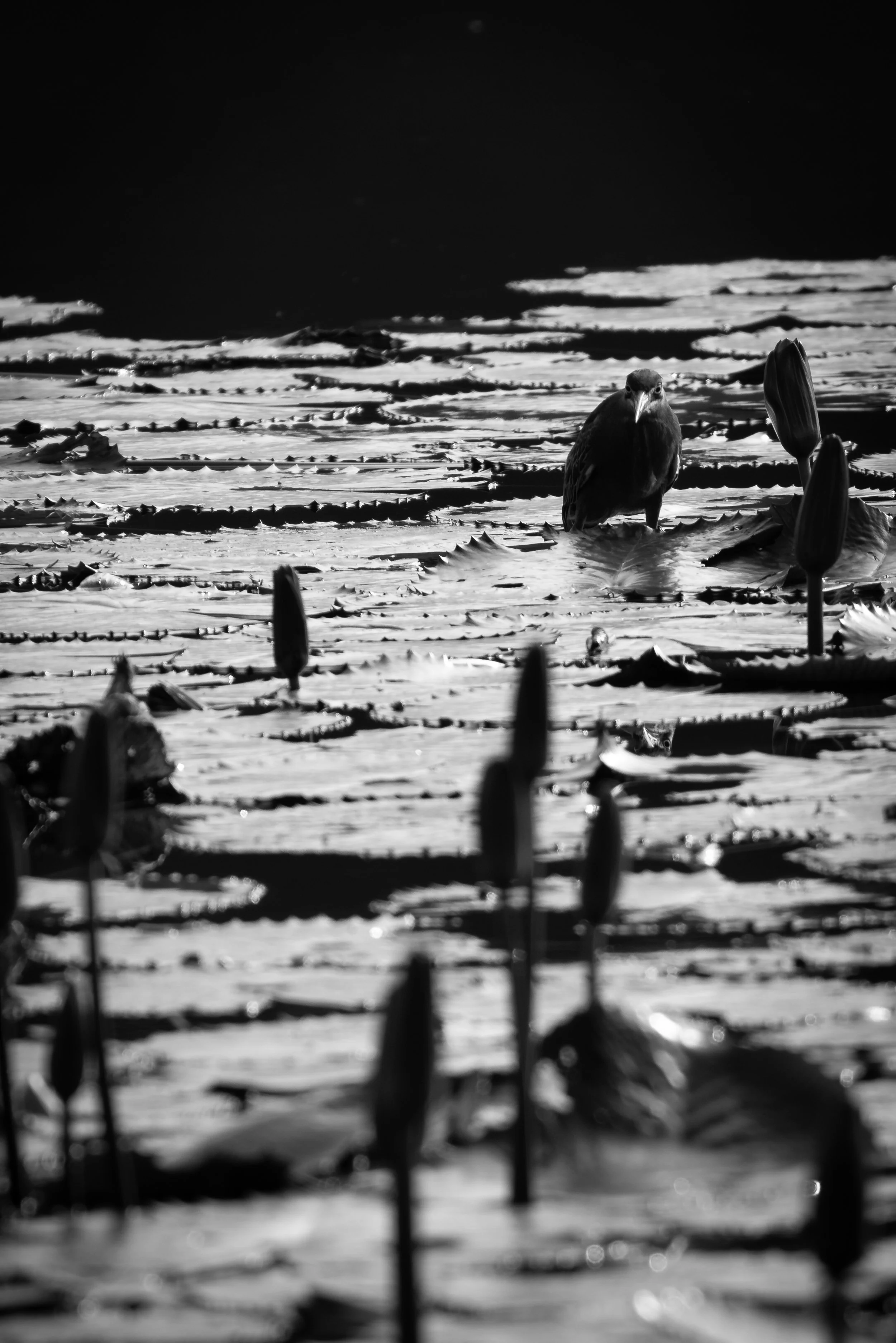 A black and white photo of a bird standing on water among lily pads and water lilies, with a dark background and sky.