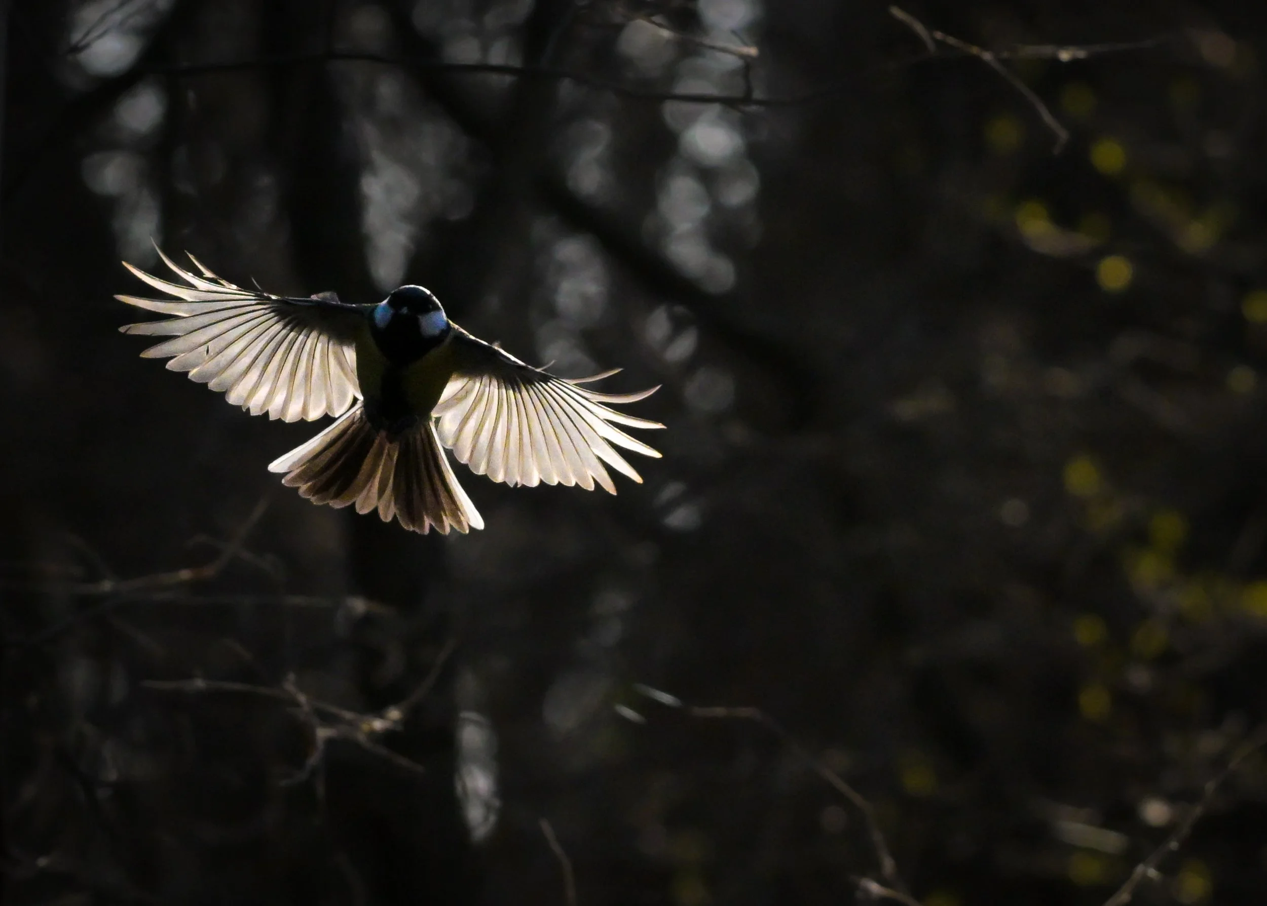 A small bird with black and white markings flying with its wings spread wide against a dark, blurred background.