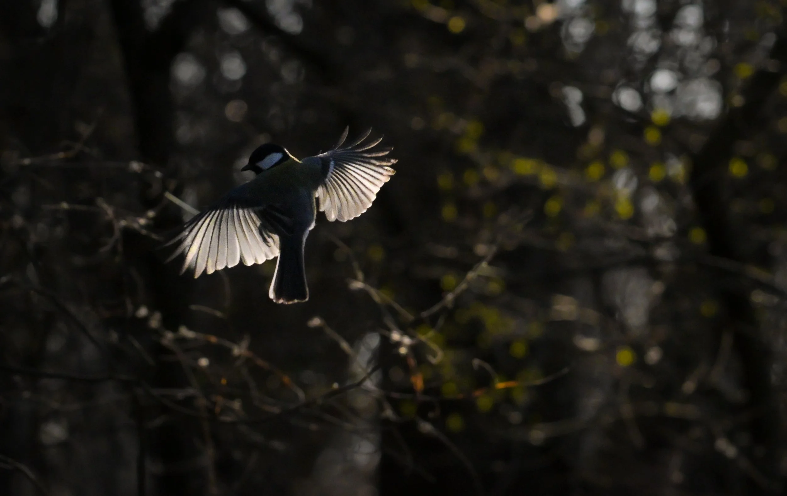 A small bird, possibly a chickadee, flying with its wings spread and tail feathers fanned out, against a dark background of tree branches and blurred foliage.