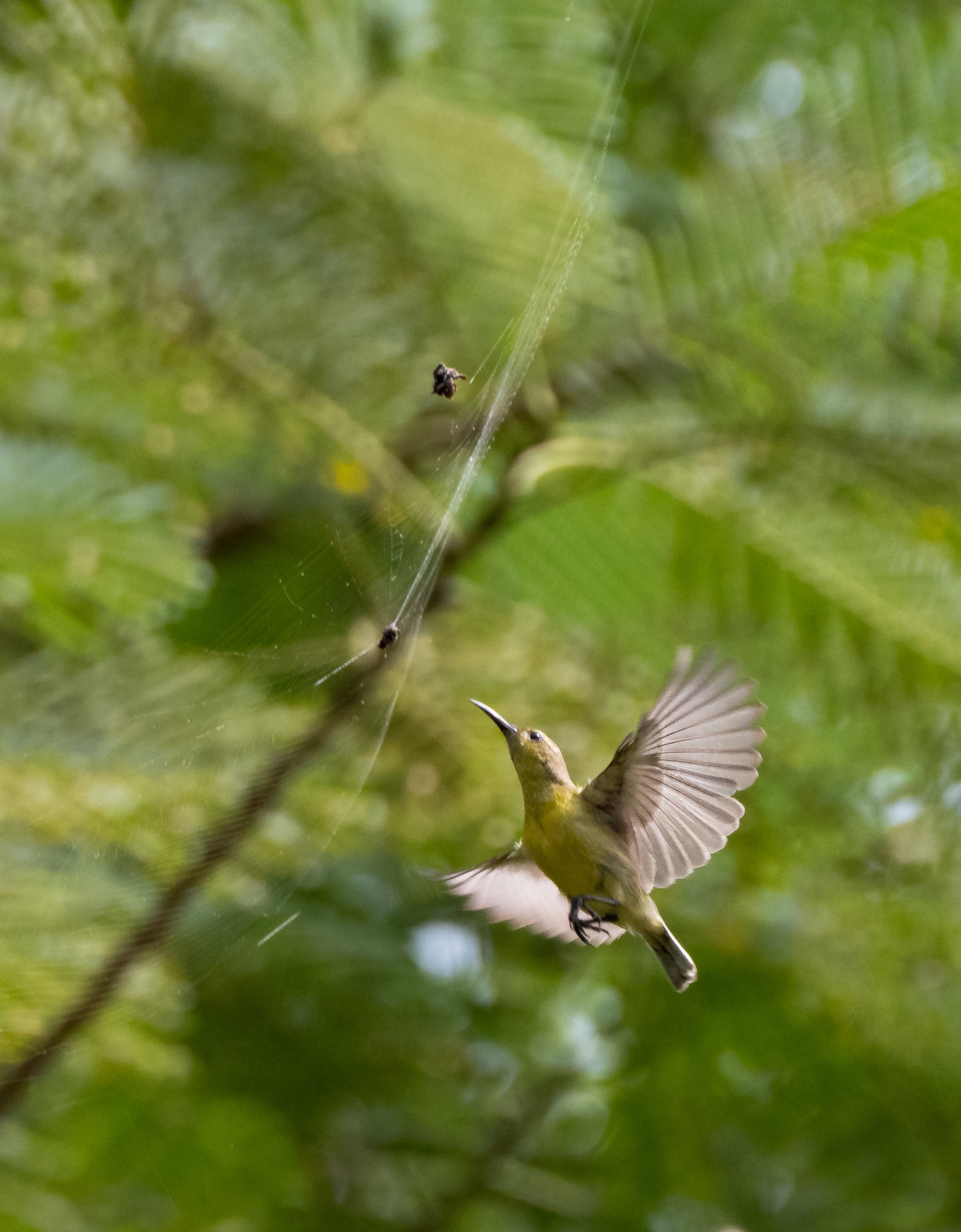 A small bird with brown and white feathers flying near a green shrub or tree, with its wings spread wide and back wing visible.