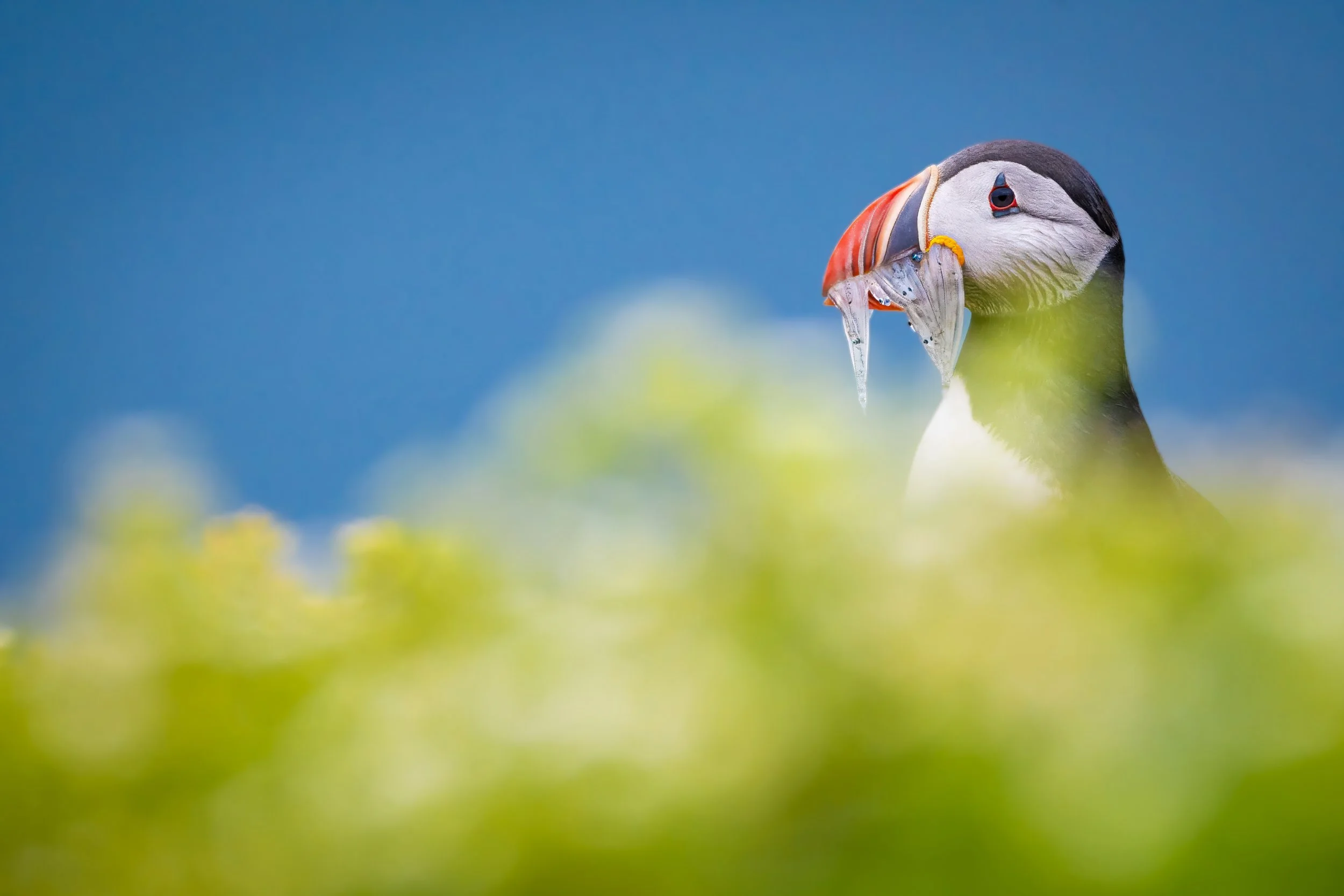 Close-up of a puffin bird holding a fish in its beak, against a blue sky background with blurred green foliage in the foreground.