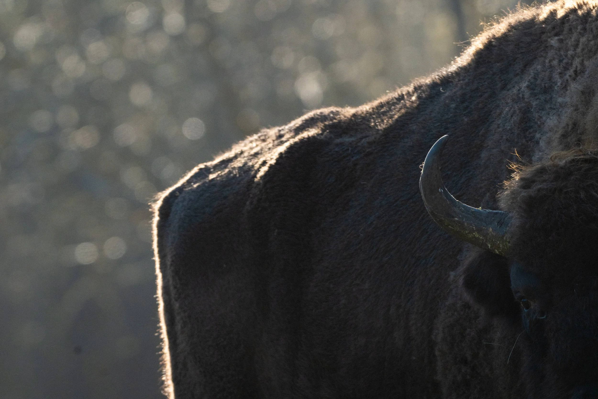 Close-up of a bison's head with a curved horn, backlit by sunlight, with a blurred background of light reflections.