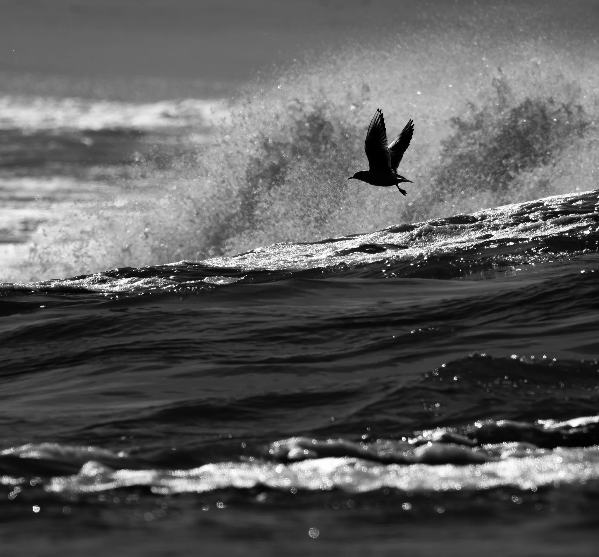A black and white photo of a bird flying over or near water with spray or mist in the background.