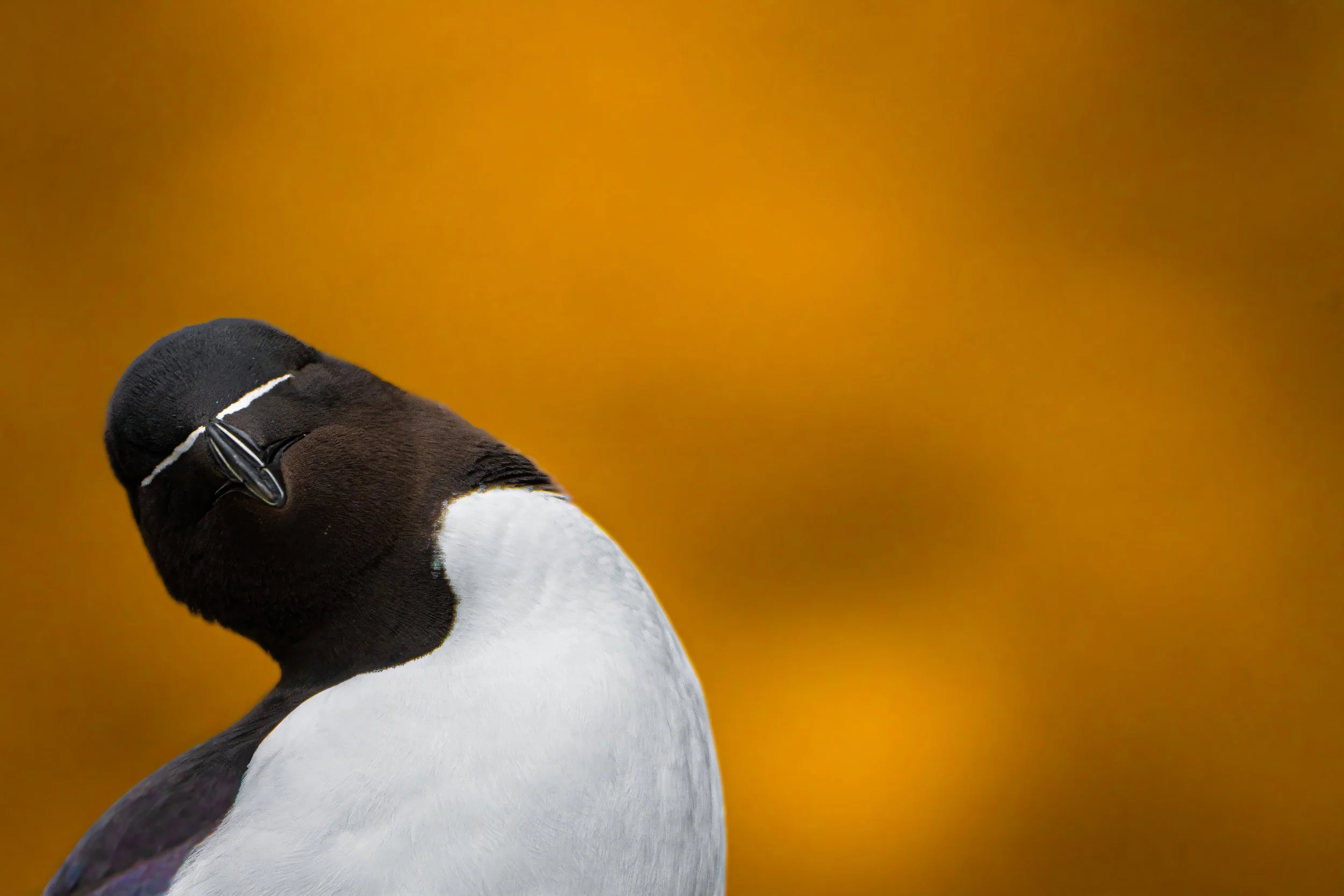Close-up of a penguin's head and upper body against a warm orange background.
