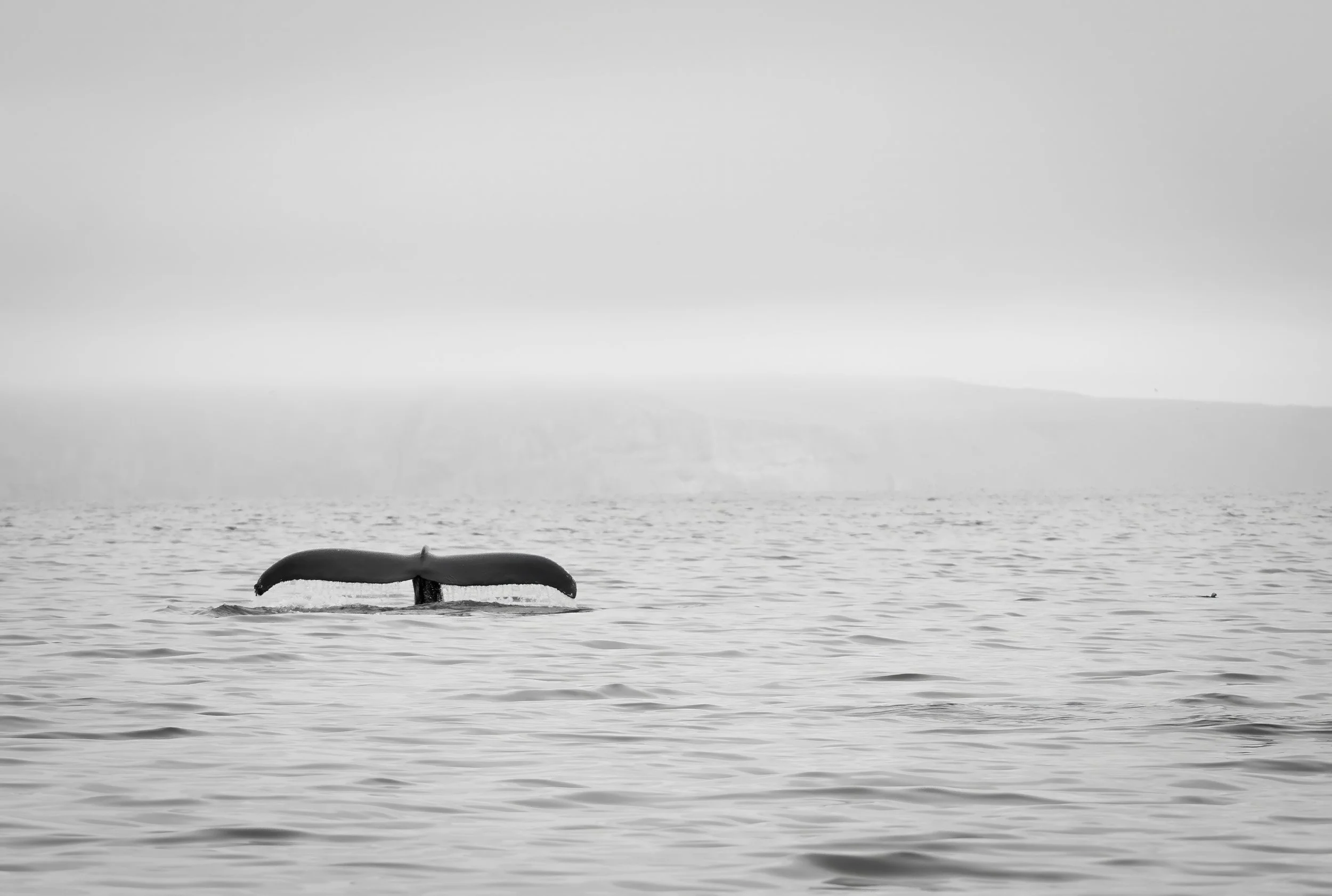 A whale's tail emerging from the ocean with a large body of water and misty horizon in the background.