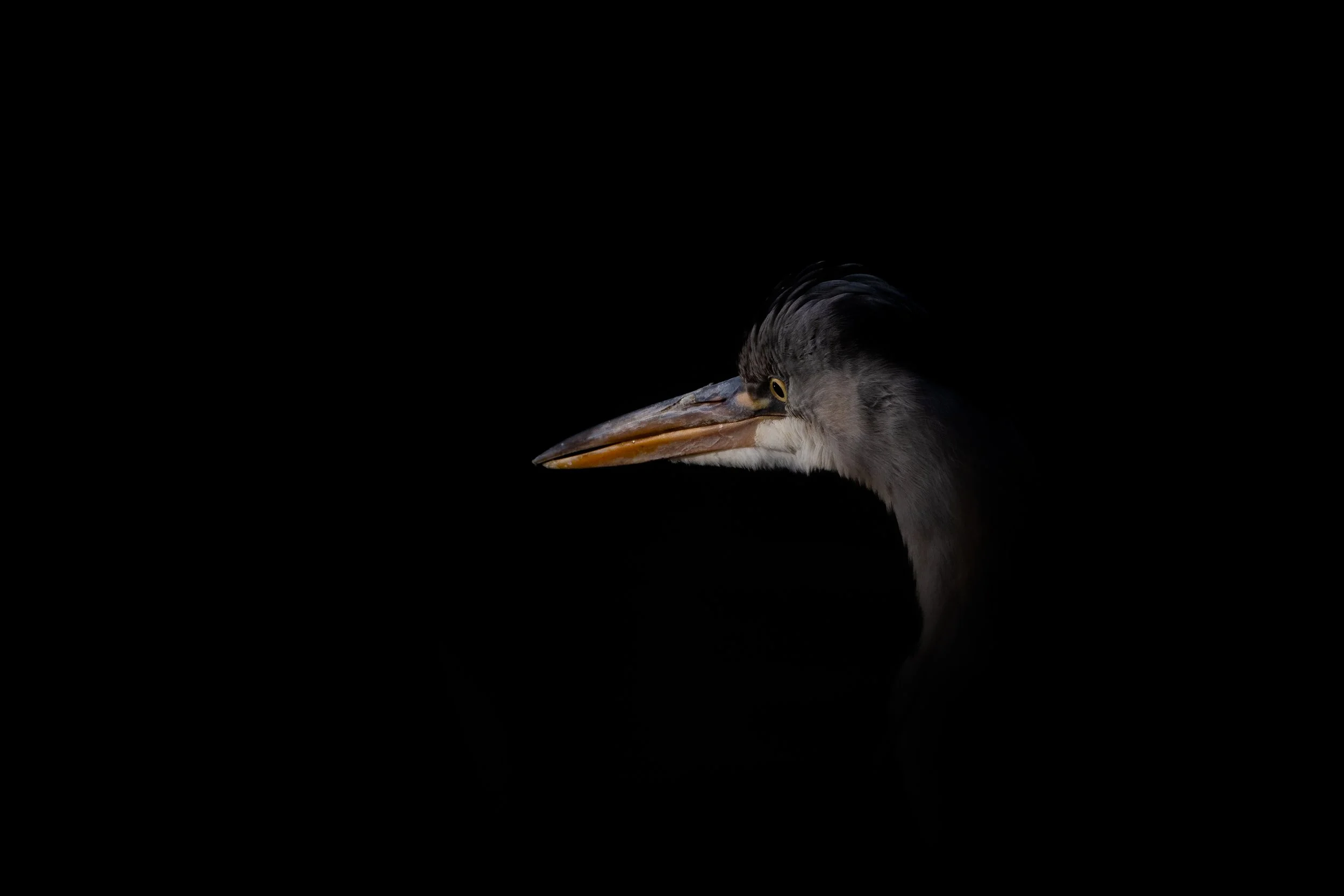 Close-up of a heron's head with dark background