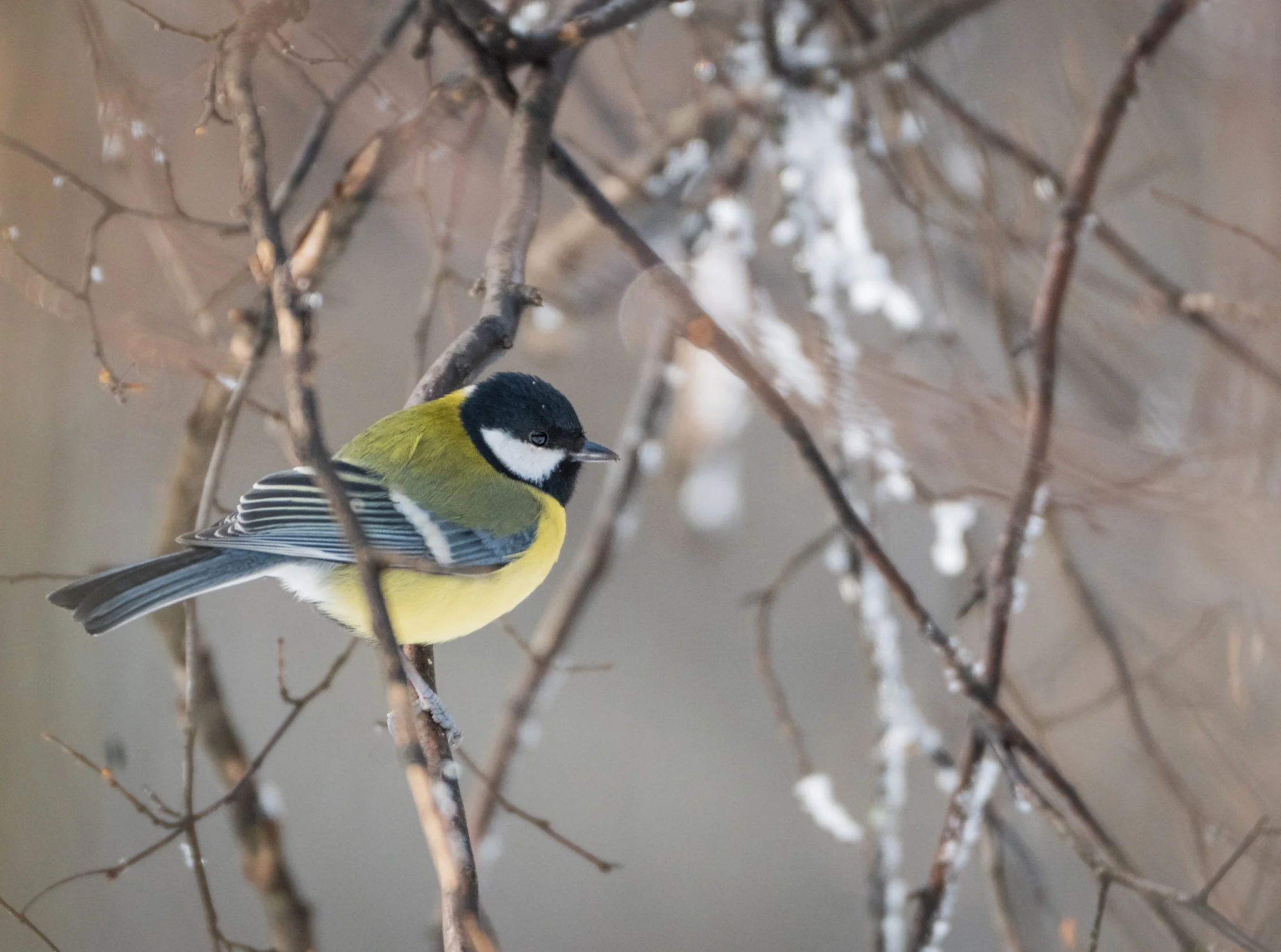 A small bird with a black head, white cheeks, and yellow-green body perched on thin, snow-covered branches.