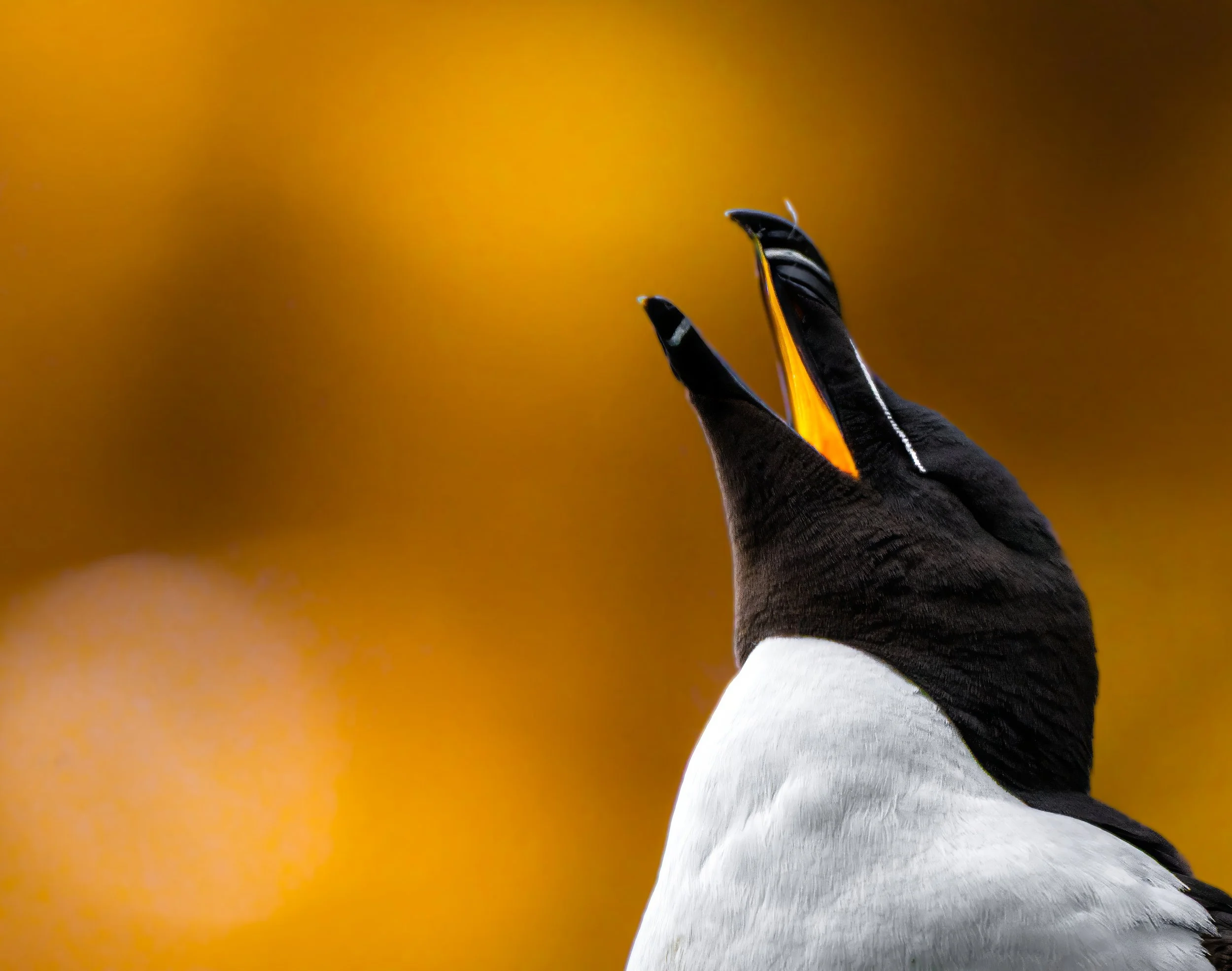 Close-up of a hand wearing a black glove holding a yellow and black butterfly knife against a yellow-brown background.