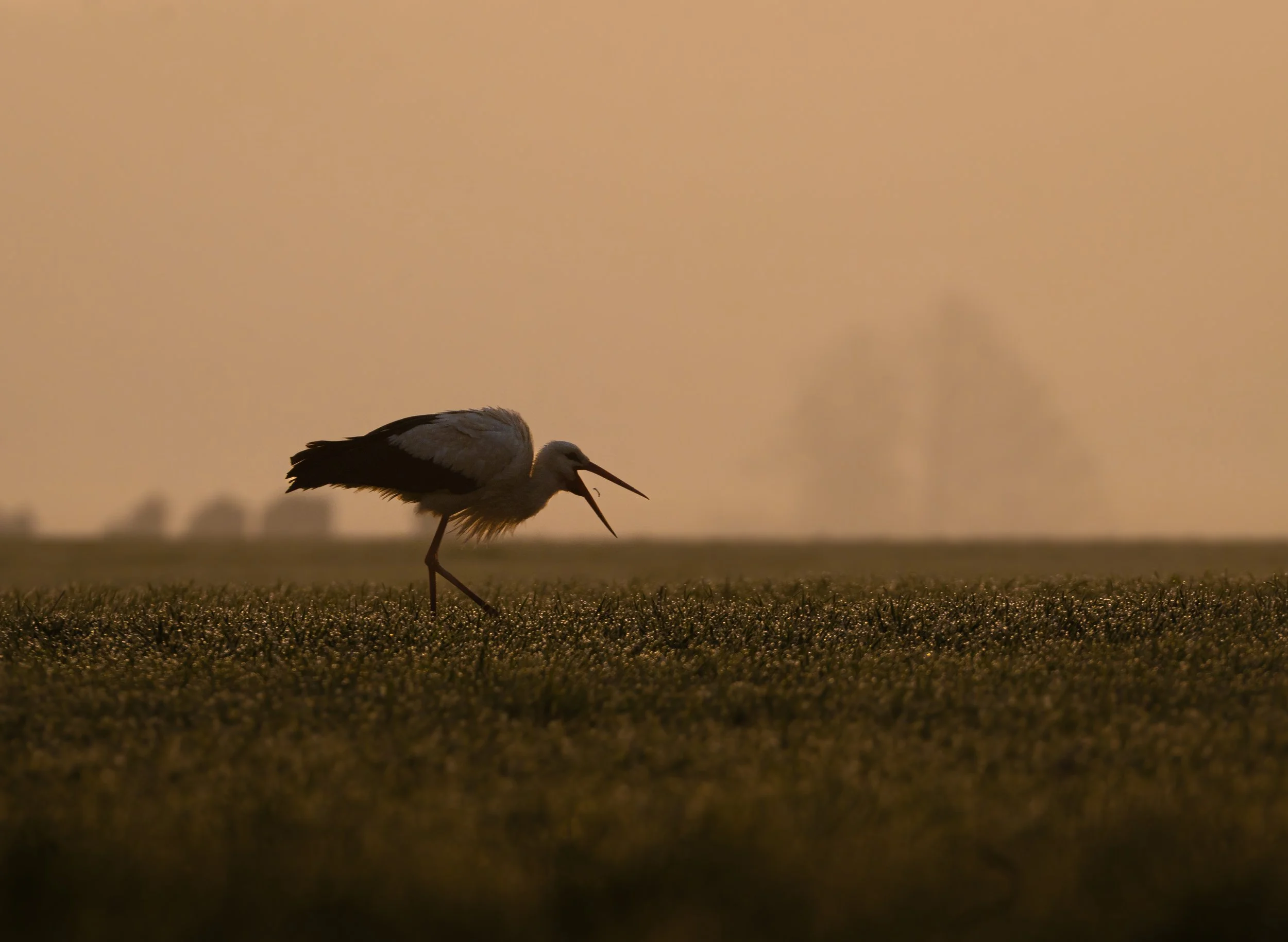 The early bird gets the worm