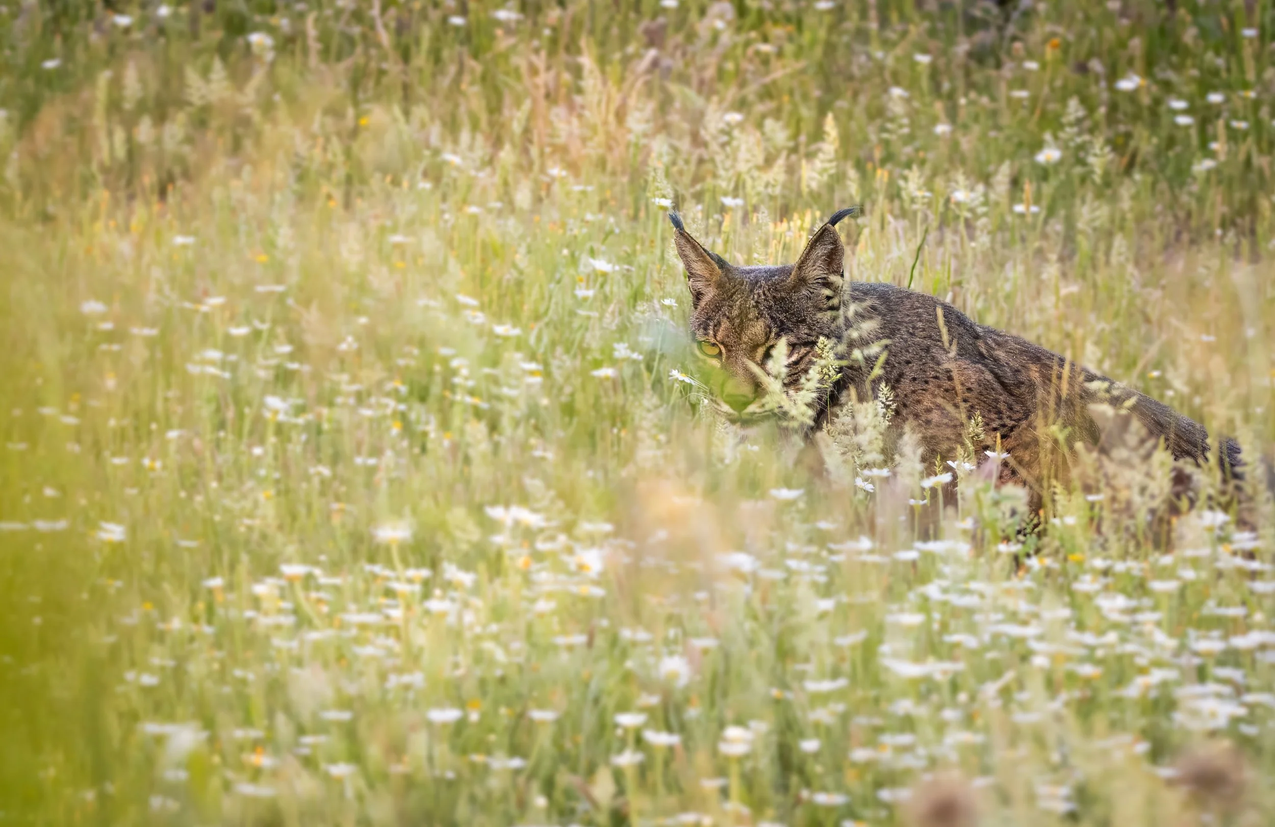 A wild bobcat lying in a grassy field with small white and yellow flowers.