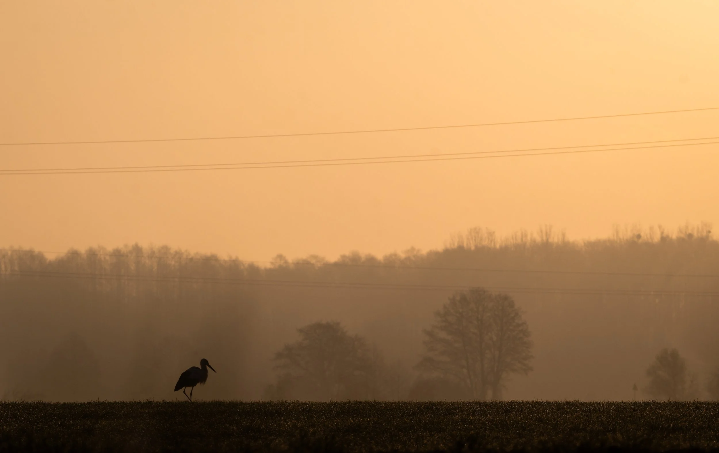 Silhouette of a bird standing on the ground near water with trees and power lines in the distance, viewed during sunset or sunrise with an orange and yellow sky.