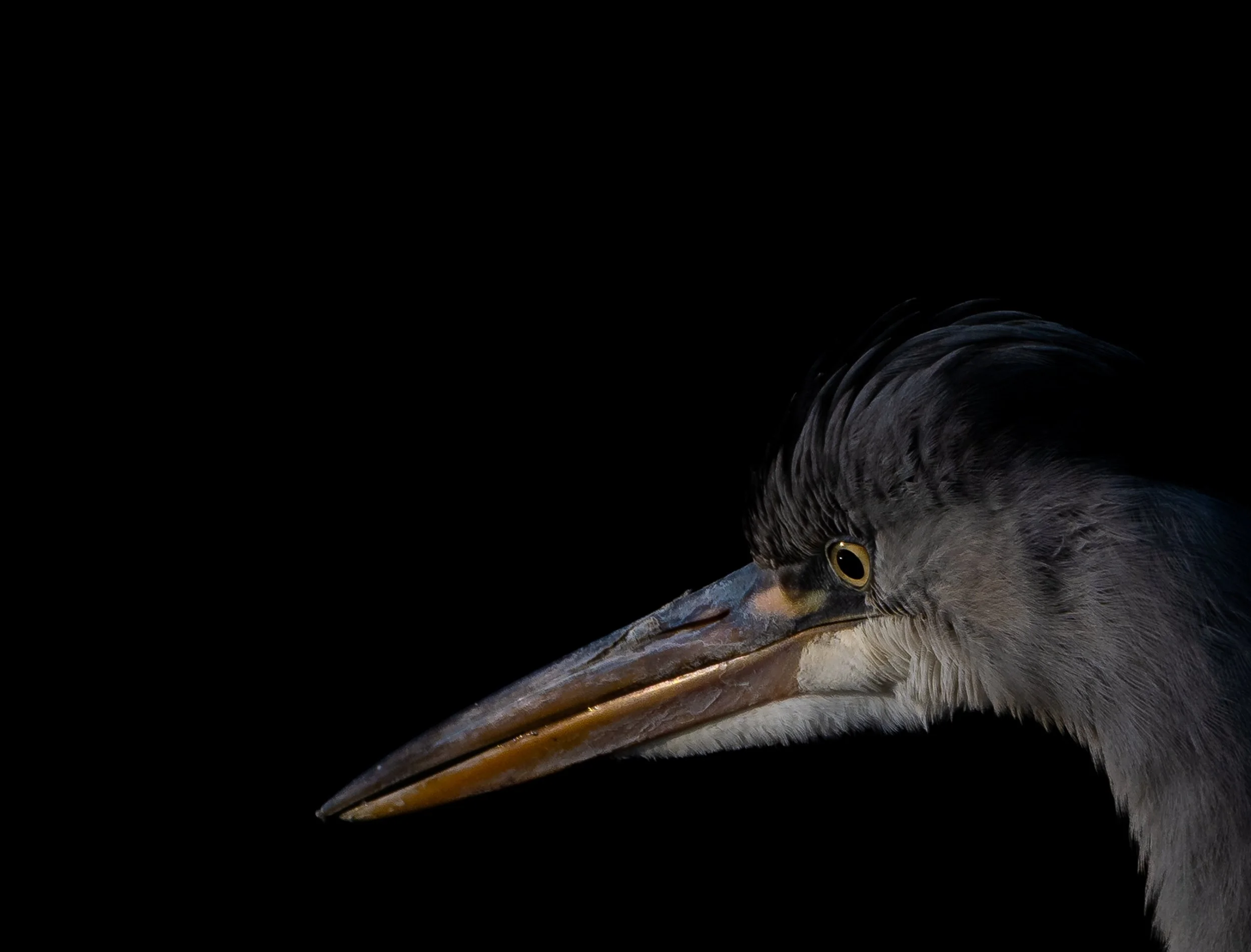Close-up of a bird's head, showing its eye, beak, and feathers with a black background.
