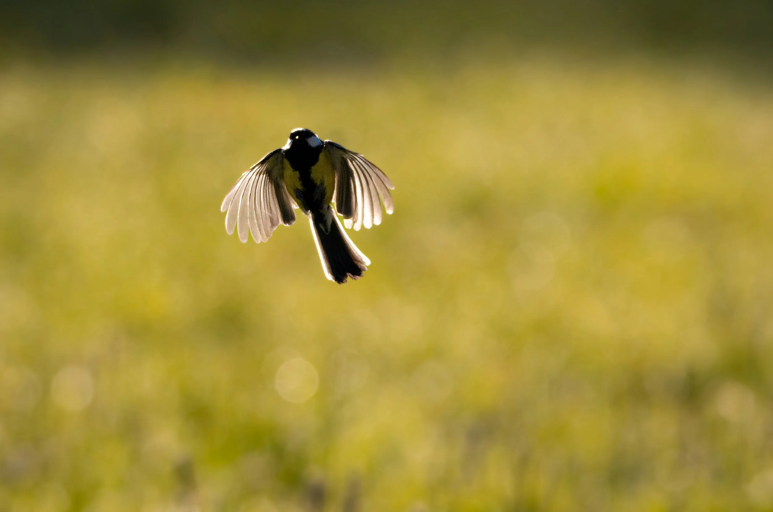 A bird in mid-flight with its wings spread, flying against a blurred green background.