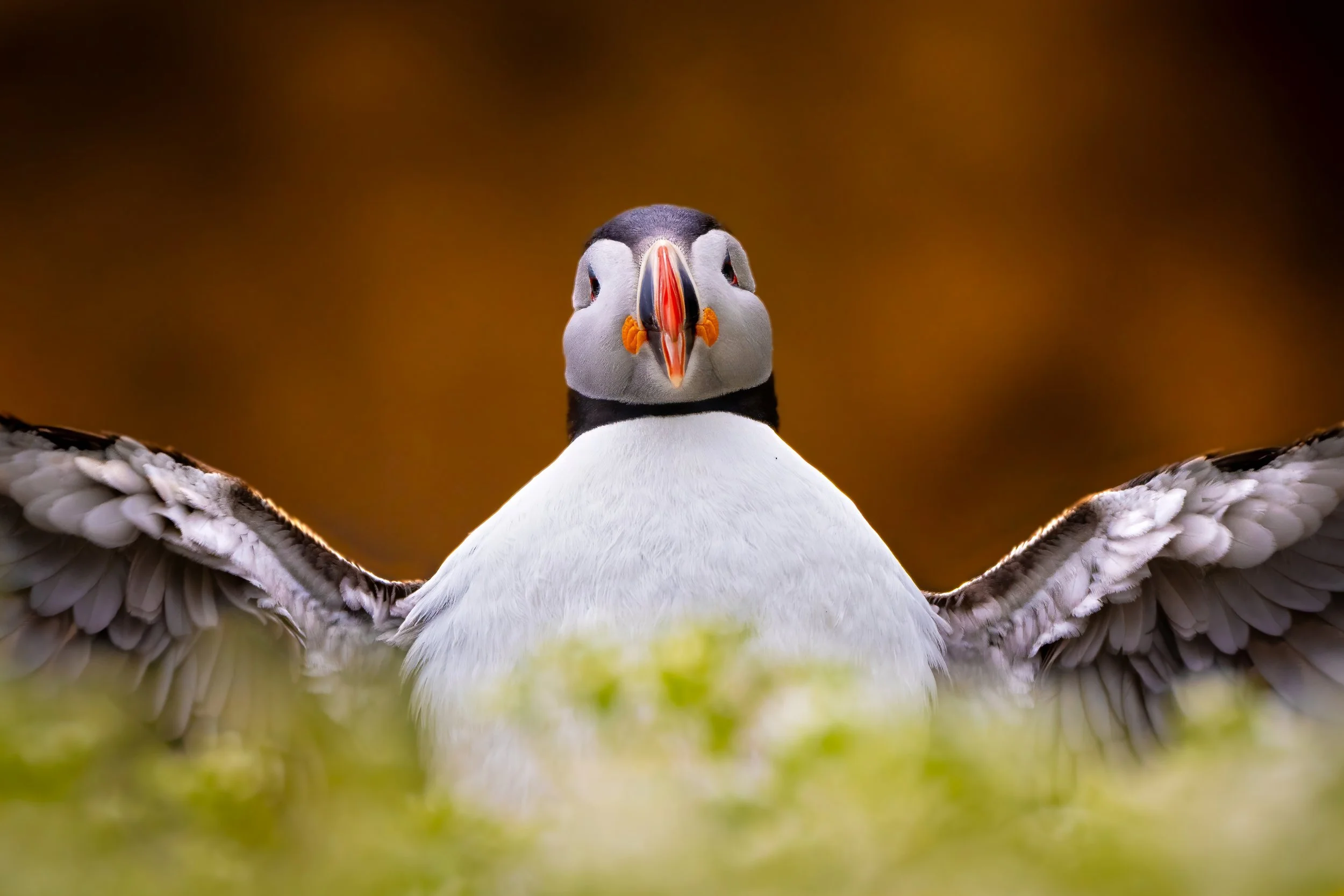 A close-up of a puffin with wings outstretched, facing forward, on a green grassy surface with a blurred brown background.