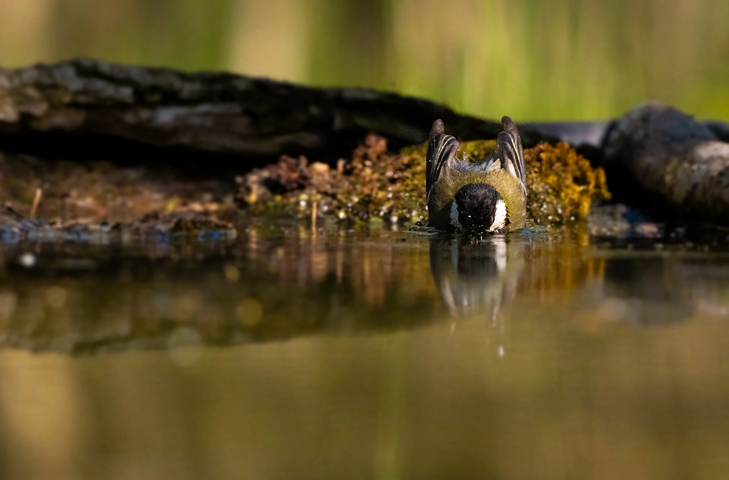 A small bird with a black head, white cheeks, and yellowish-green body drinking water from a pond or stream, surrounded by logs and natural habitat.