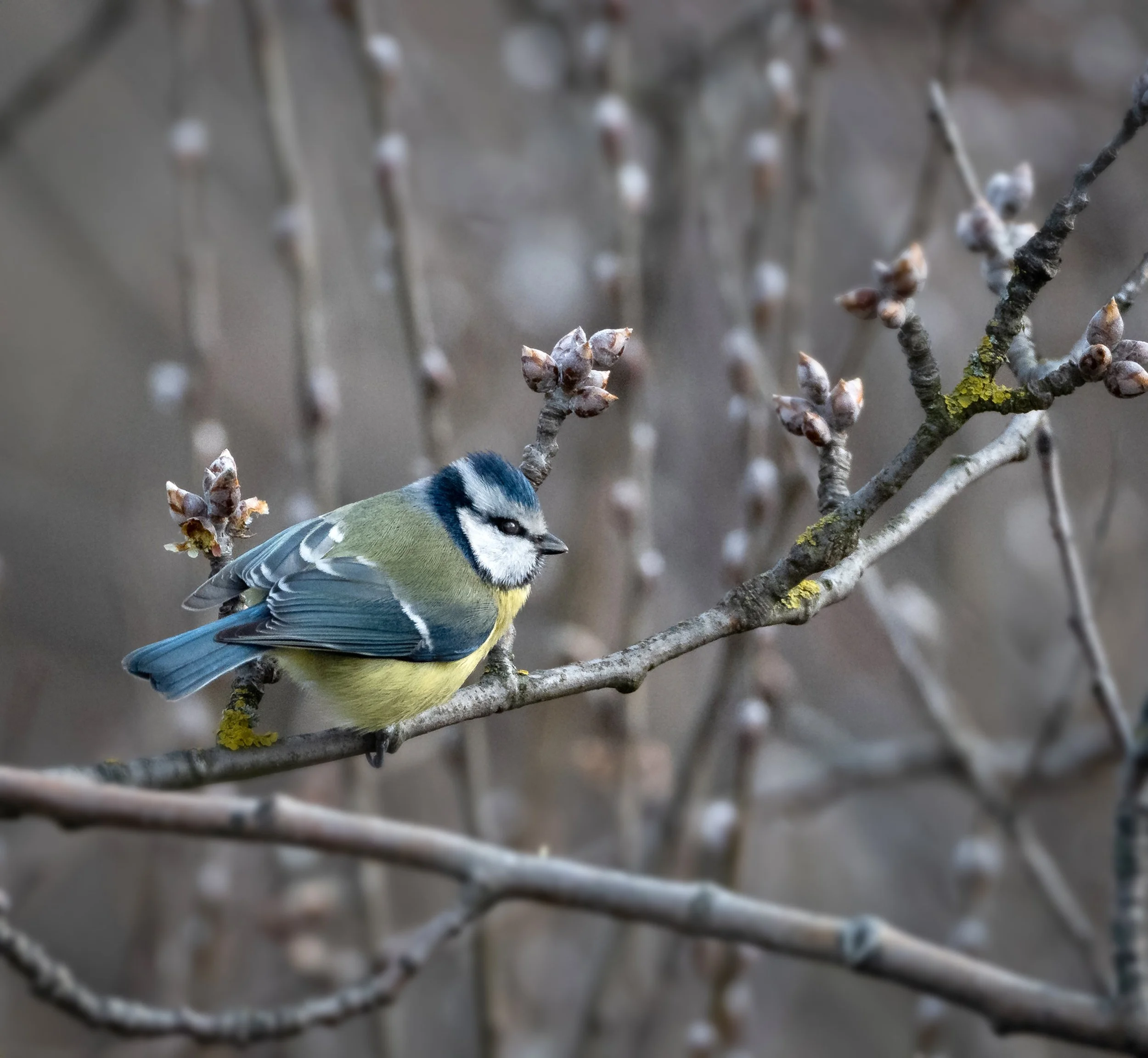 Close-up of a bird, likely a Eurasian blue tit, perched on a thin branch with budding flowers. The bird's distinctive blue, yellow, and white plumage is visible, and the background is blurred, suggesting a natural outdoor setting.