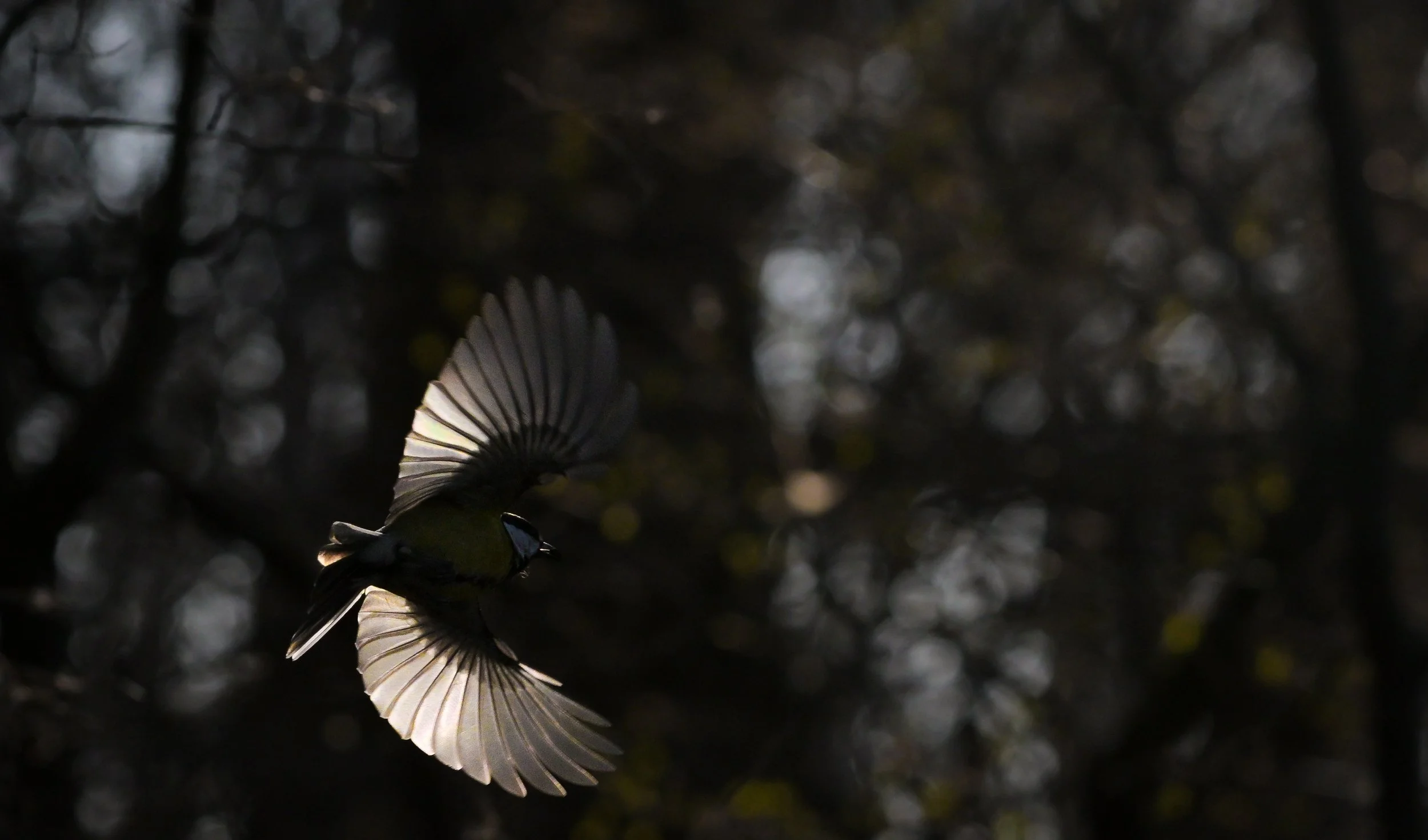 A bird in flight with its wings spread, captured against a dark, blurry background with hints of light. The bird appears to be flying upward or diagonally.