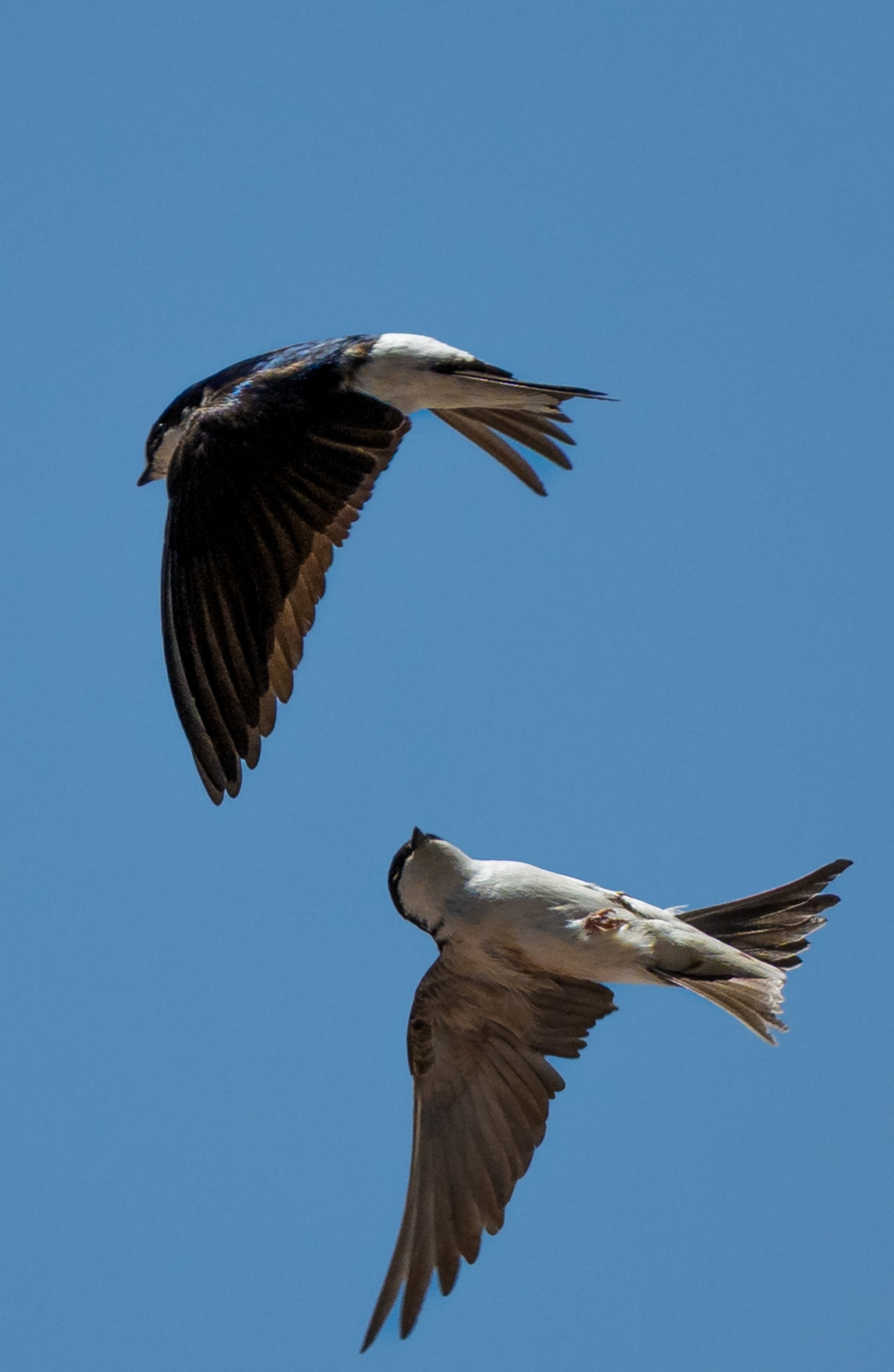 Two birds flying in the clear blue sky, one with black and white plumage, the other with mostly white feathers.