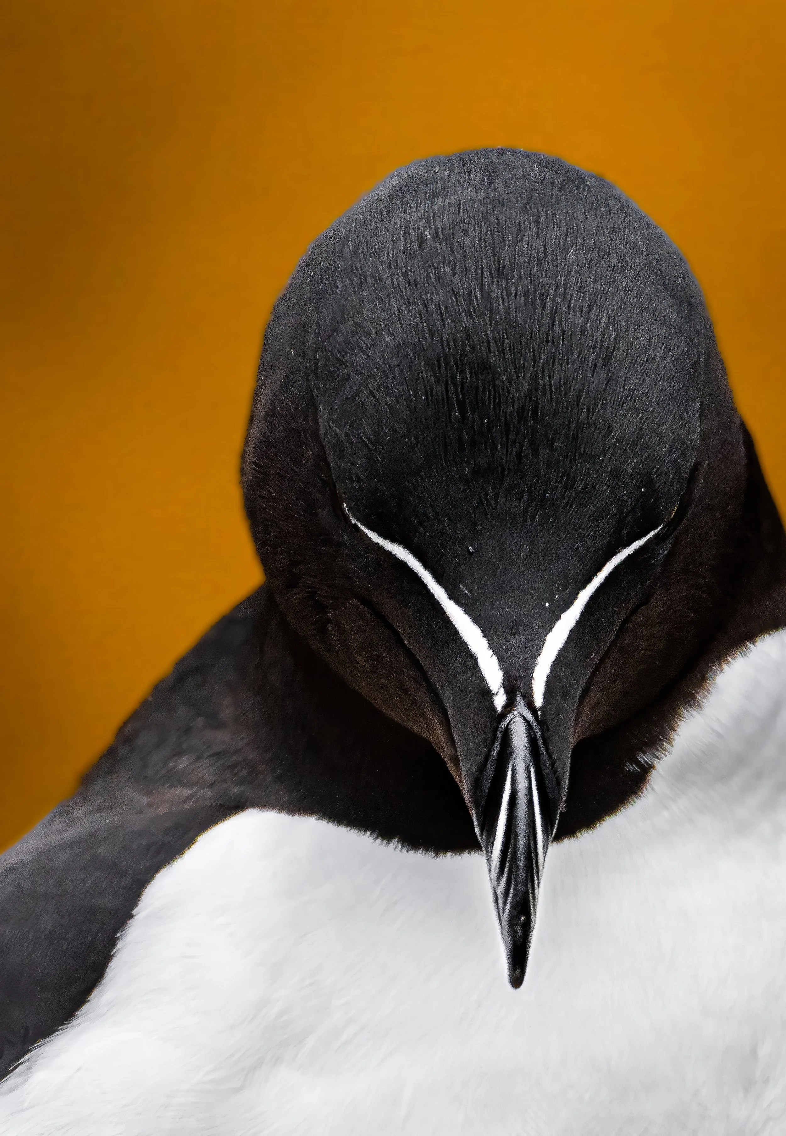 Close-up of a tuxedo-clad penguin's head and upper body, with black and white feathers and a black beak, against a yellow background.