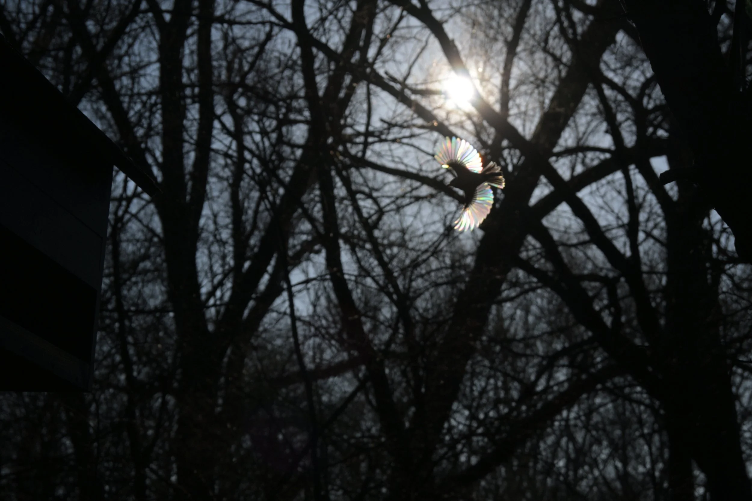 A bird with rainbow-colored wings flying in front of the sun, with dark trees and branches in the background.