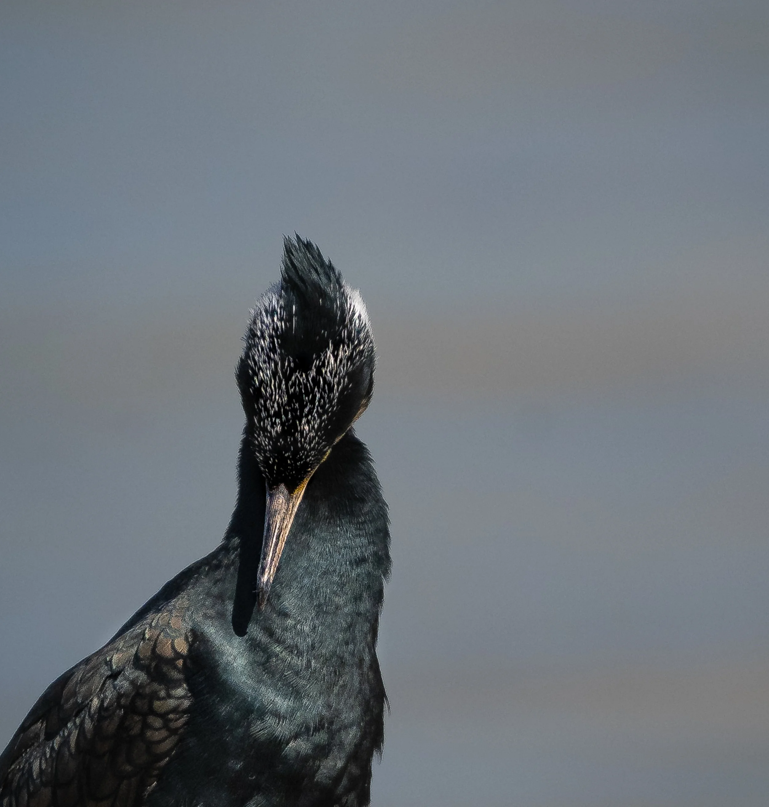 A close-up of a bird with black, grey, and white feathers, looking upward against a cloudy grey sky.