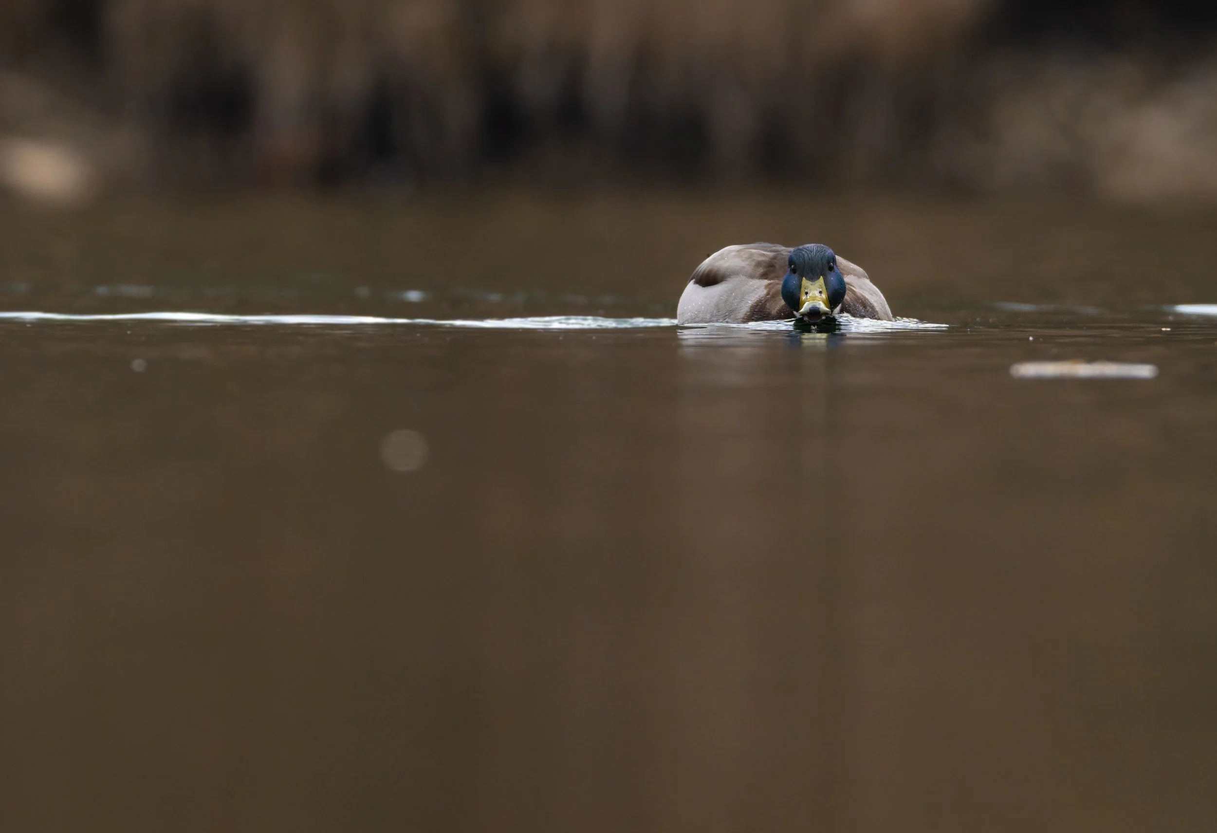 Close-up of a duck swimming in a body of water.