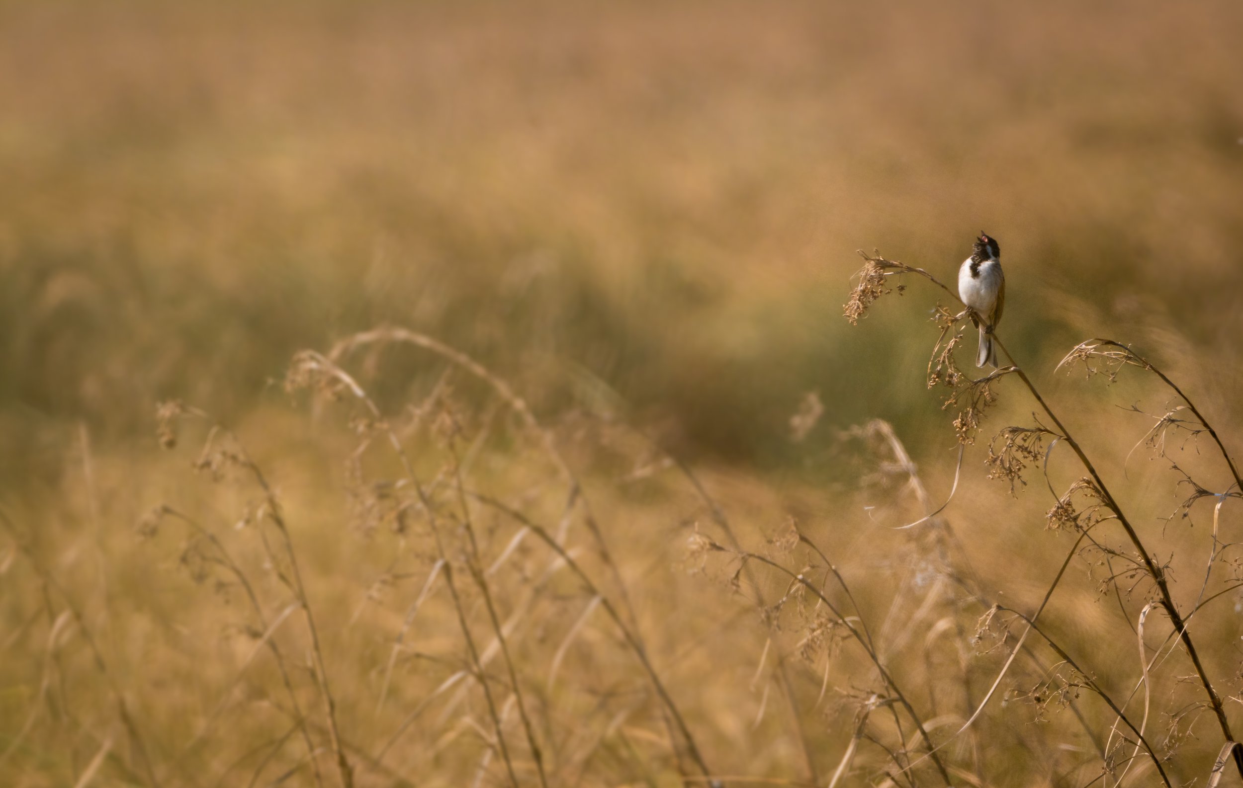 Ballad of the Marsh